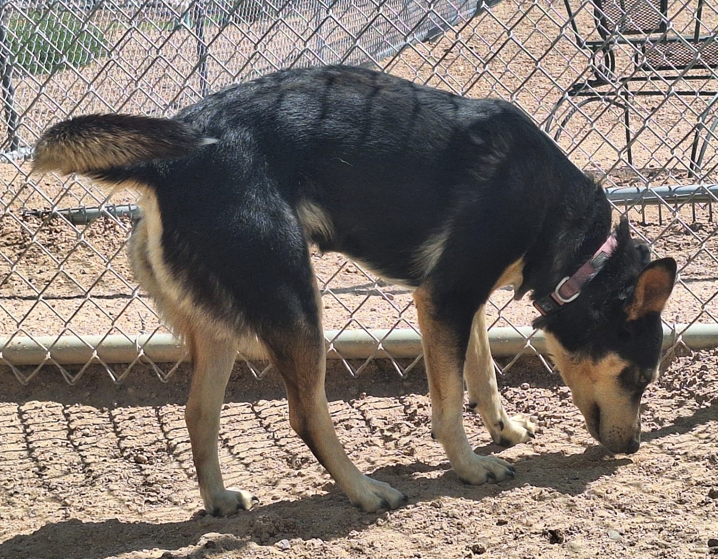 Dog for adoption Momma, a Cattle Dog Mix in Chappell, NE Petfinder
