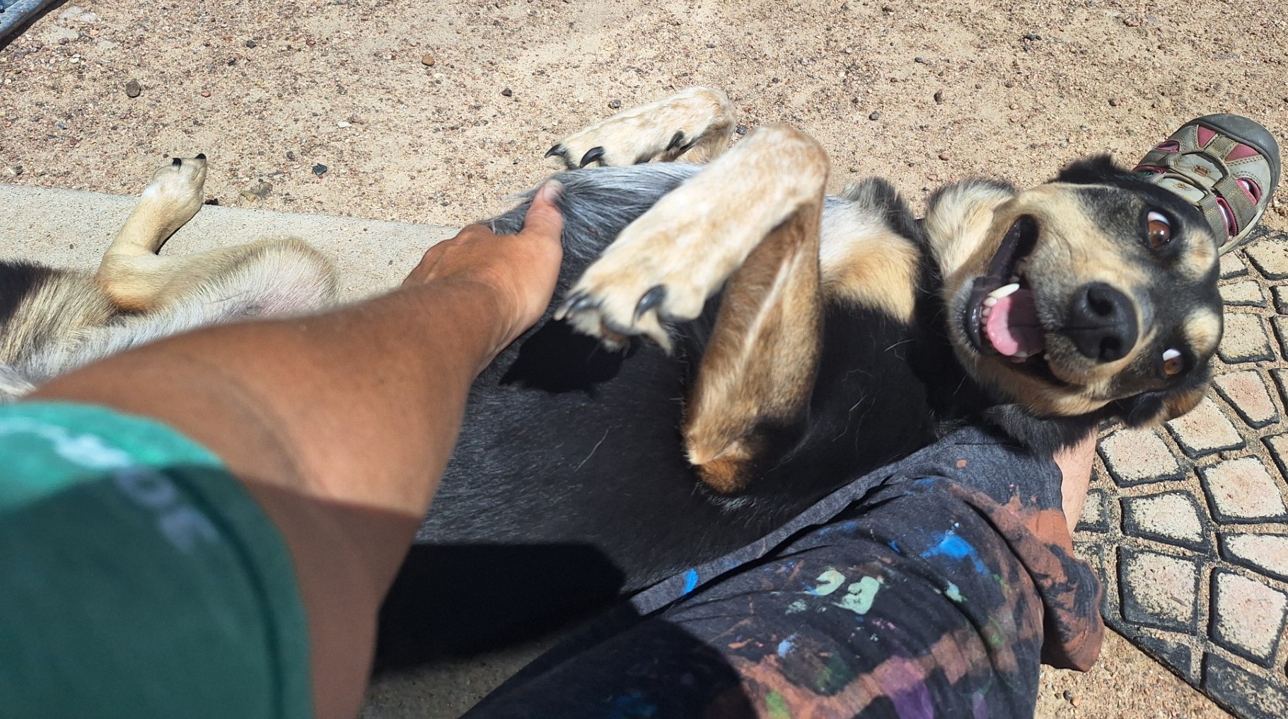 Dog for adoption Momma, a Cattle Dog Mix in Chappell, NE Petfinder