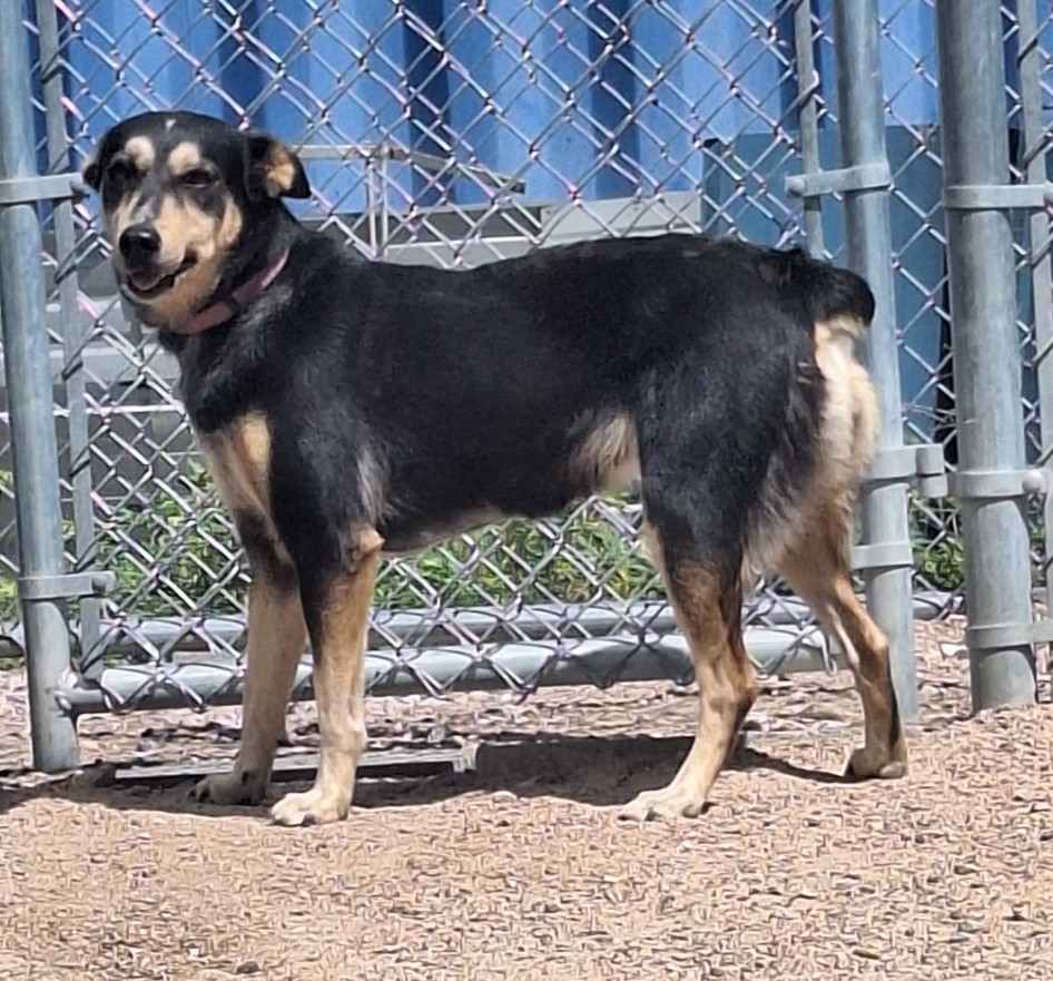 Dog for adoption Momma, a Cattle Dog Mix in Chappell, NE Petfinder