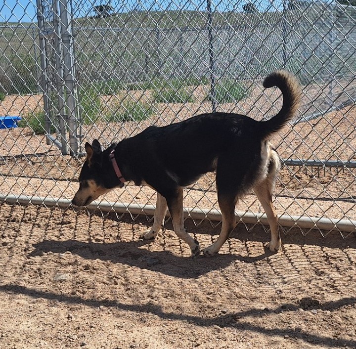 Dog for adoption Momma, a Cattle Dog Mix in Chappell, NE Petfinder