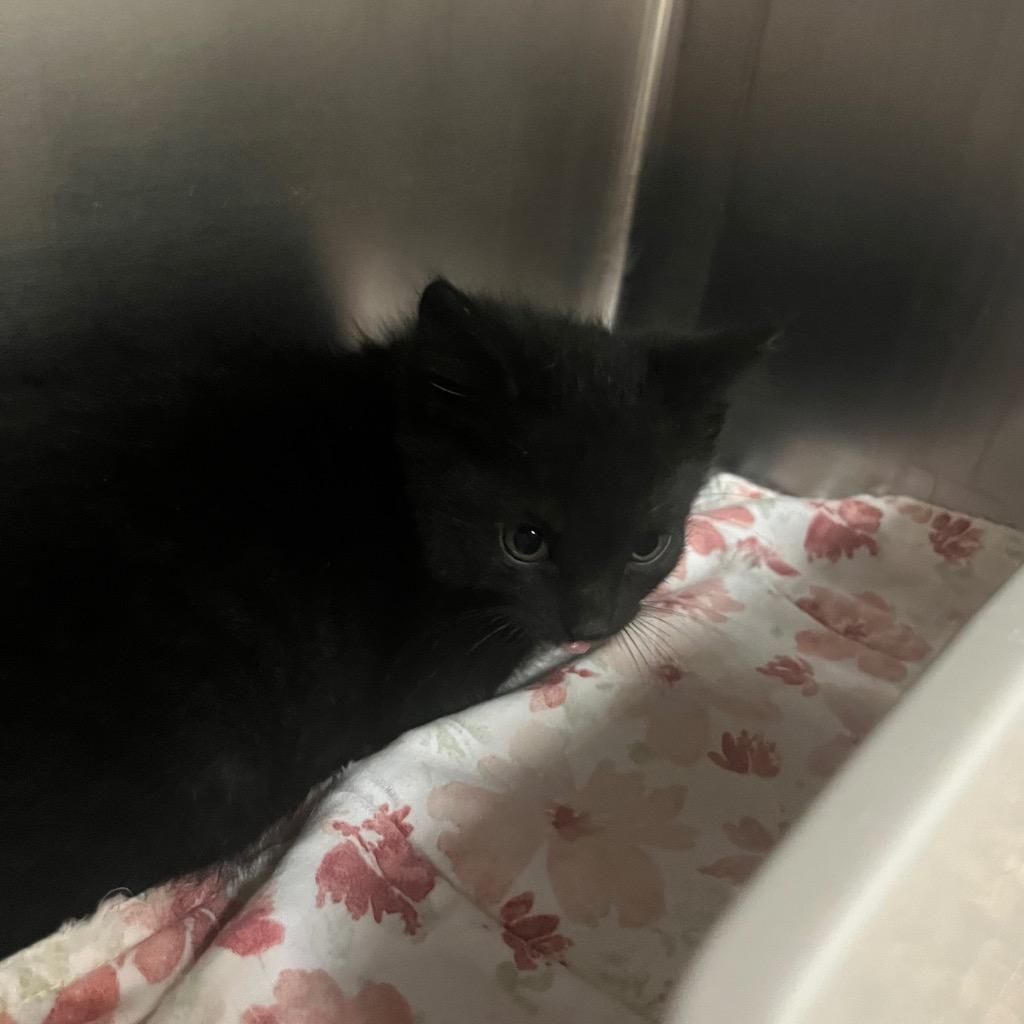 Rizzo, Adoptable, Kitten Male Domestic Short Hair.