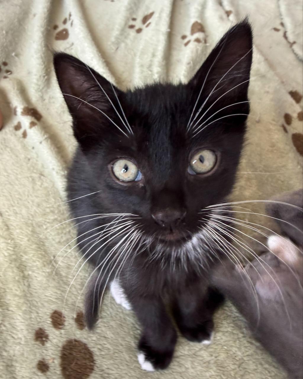 Zither (Bonded with Mandolin), Adoptable, Kitten Male Domestic Short Hair.