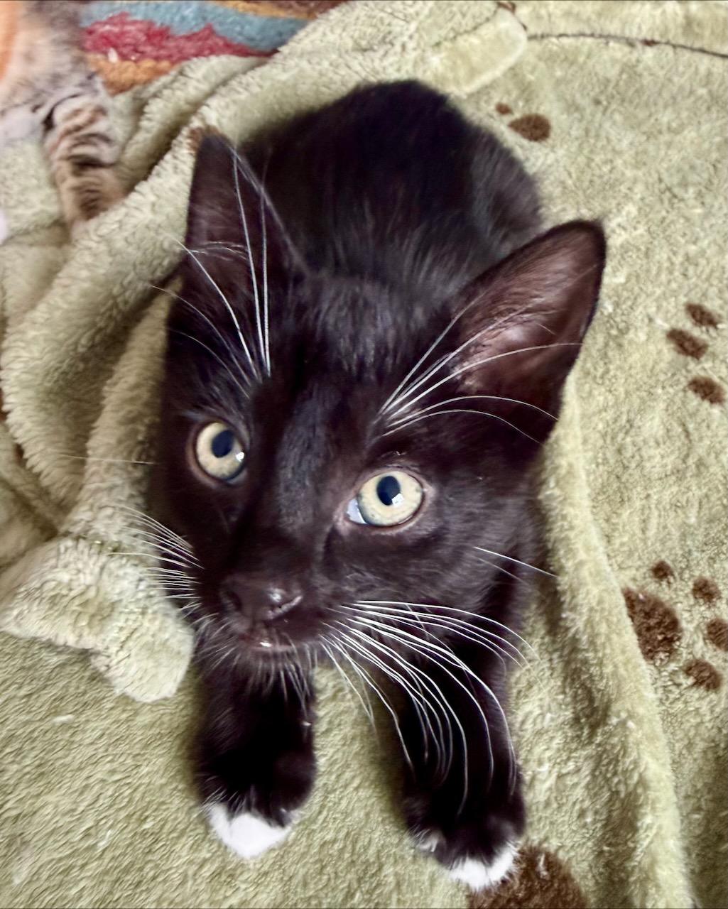 Enlarge Zither (Bonded with Mandolin), a Adoptable Domestic Short Hair in San Francisco, CA image 2/6