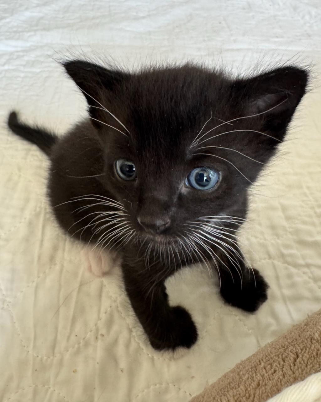 Enlarge Zither (Bonded with Mandolin), a Adoptable Domestic Short Hair in San Francisco, CA image 3/6