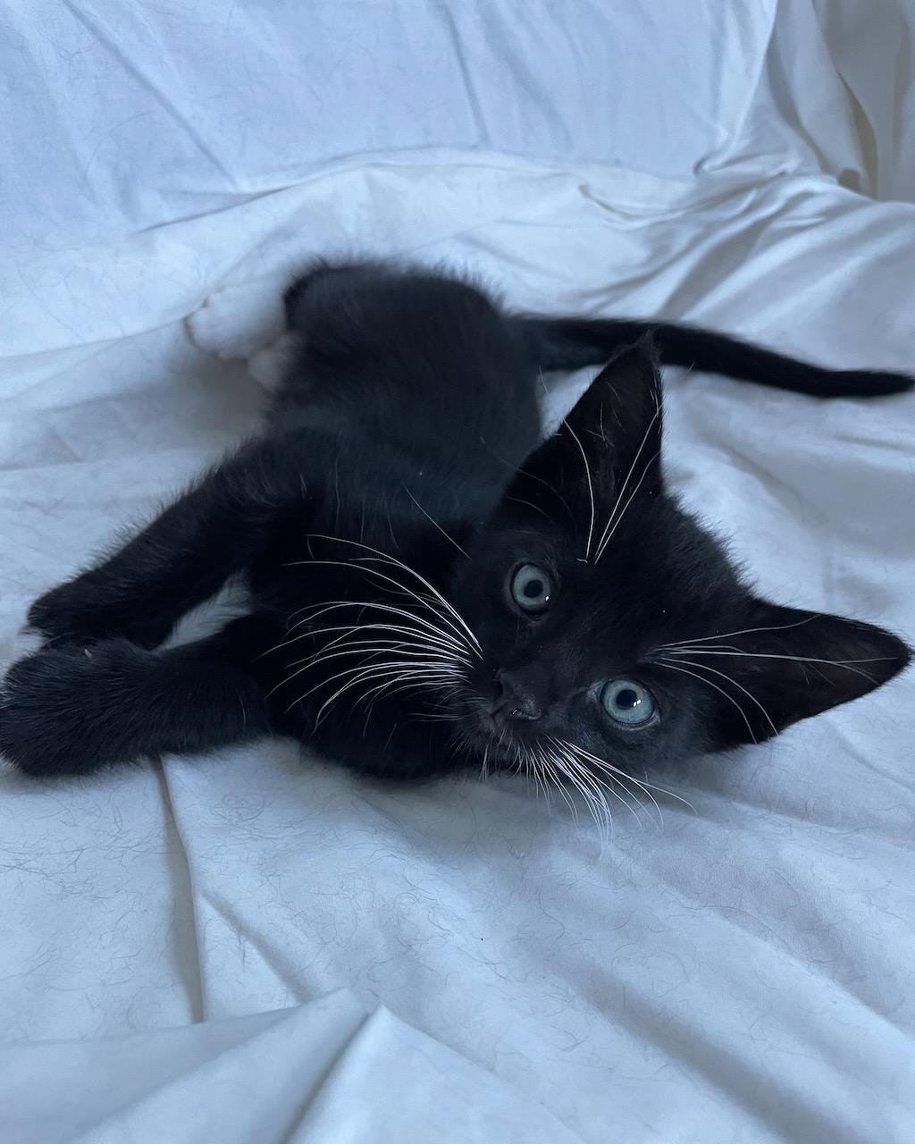 Enlarge Zither (Bonded with Mandolin), a Adoptable Domestic Short Hair in San Francisco, CA image 4/6