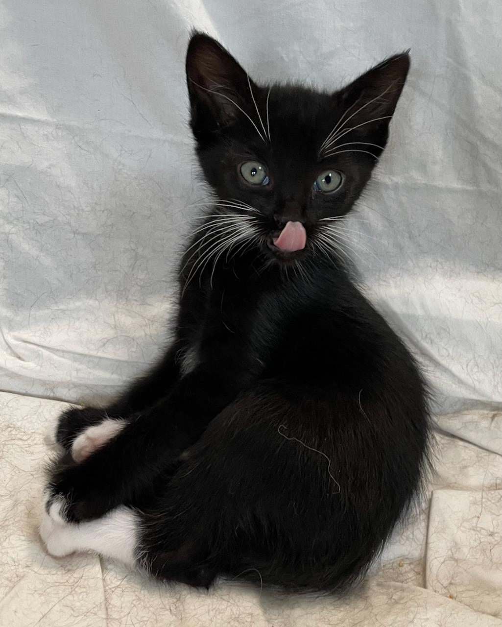 Enlarge Zither (Bonded with Mandolin), a Adoptable Domestic Short Hair in San Francisco, CA image 5/6