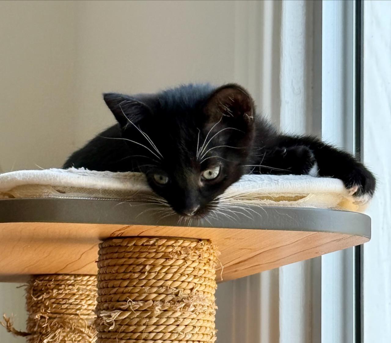 Enlarge Zither (Bonded with Mandolin), a Adoptable Domestic Short Hair in San Francisco, CA image 6/6
