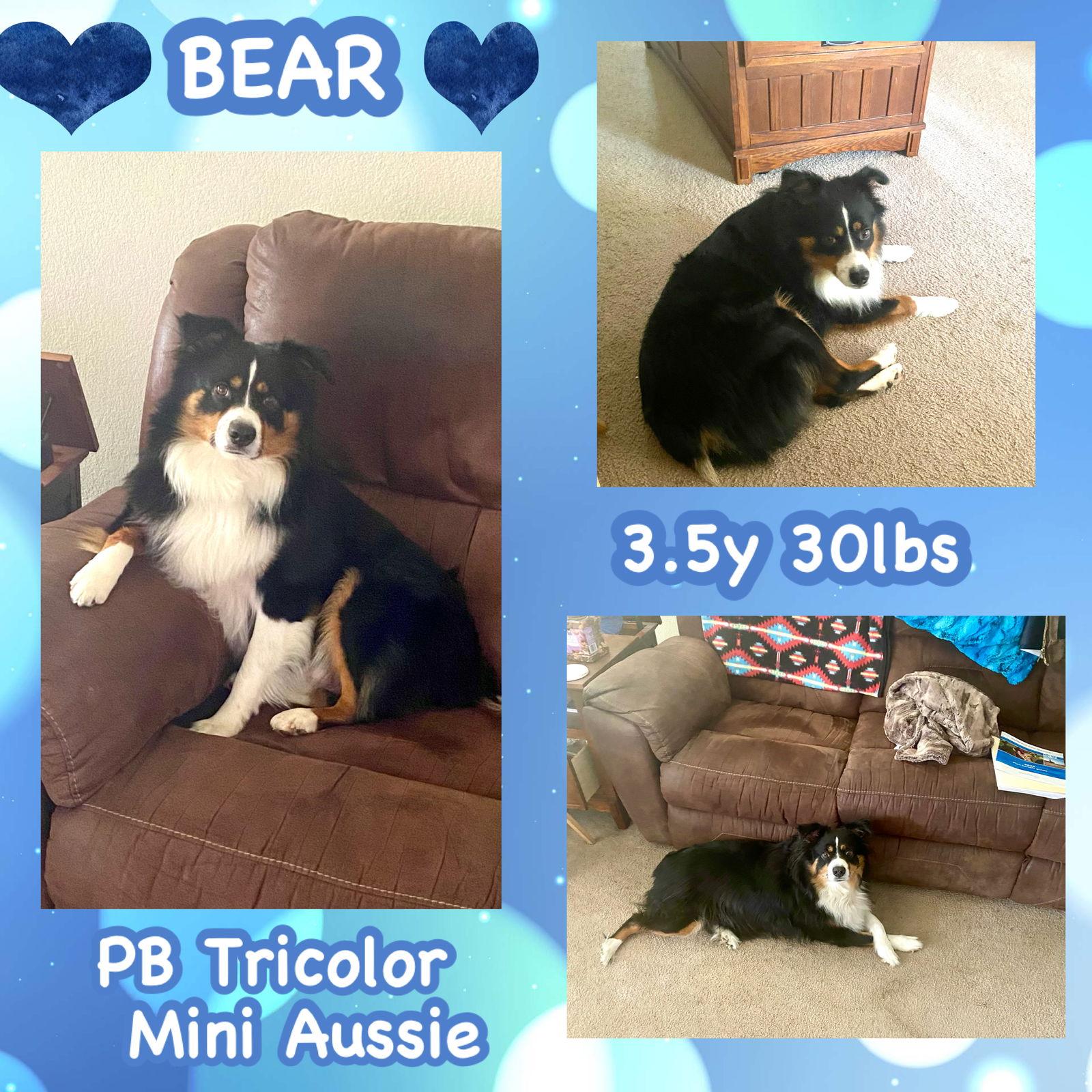 Bear, Adopted, Young Male Australian Shepherd.