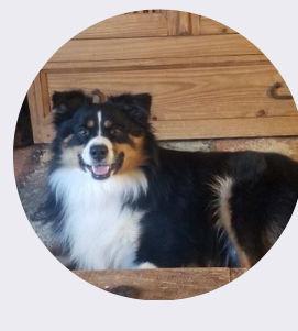 Bear, a Adopted Australian Shepherd in Dallas, TX image 2/3