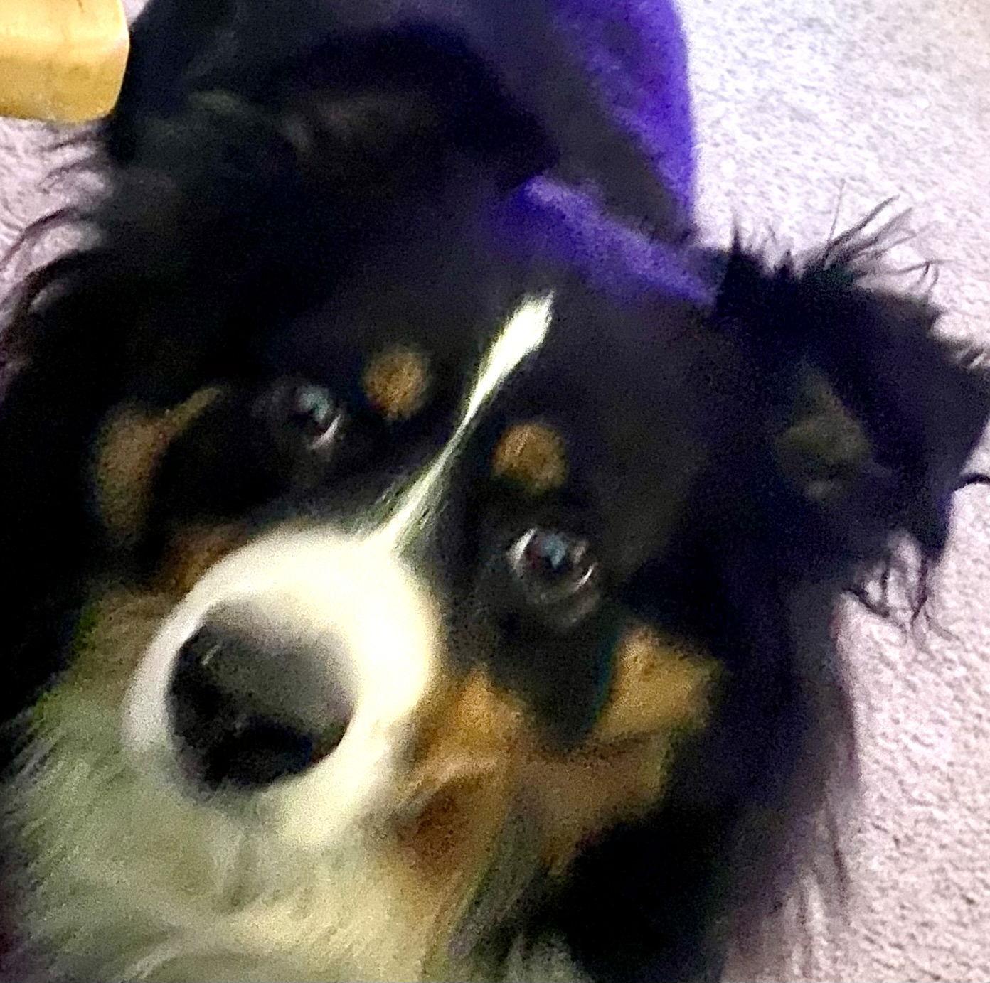 Bear, a Adopted Australian Shepherd in Dallas, TX image 3/3