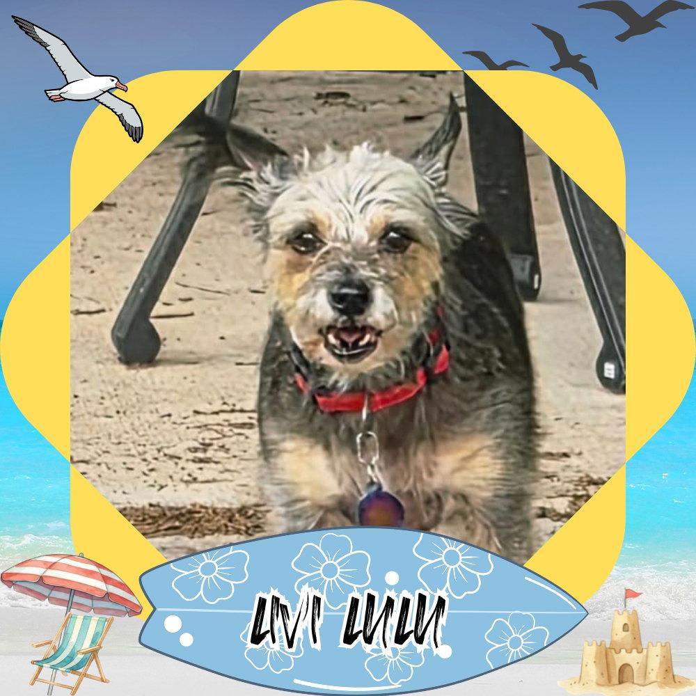 Livi Lulu, Adoptable, Adult Female Terrier.