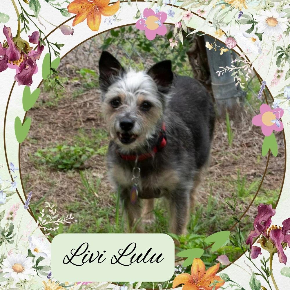 Livi Lulu, Adoptable, Adult Female Terrier.