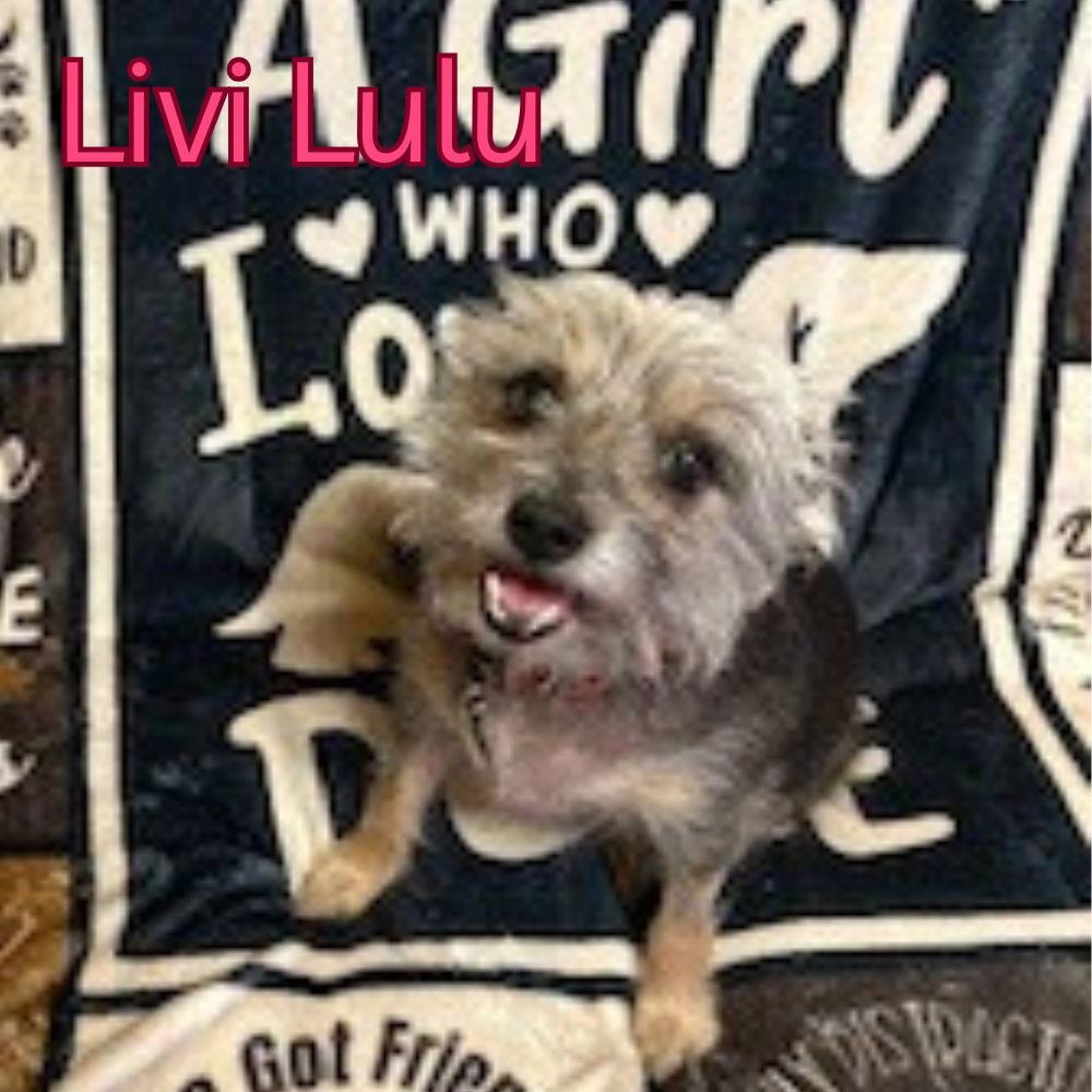 Enlarge Livi Lulu, a Adoptable Terrier in San Antonio, TX image 1/3