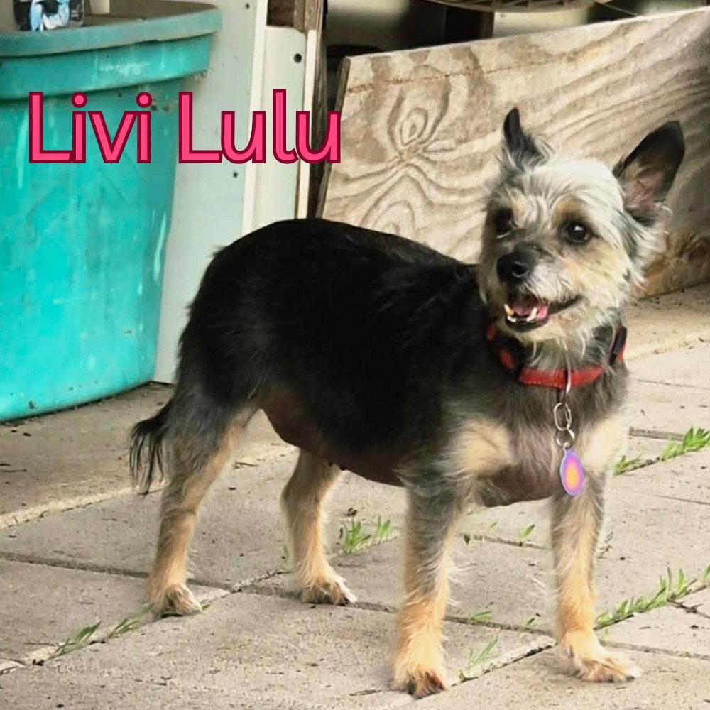 Livi Lulu, a Adoptable Terrier in San Antonio, TX image 2/3