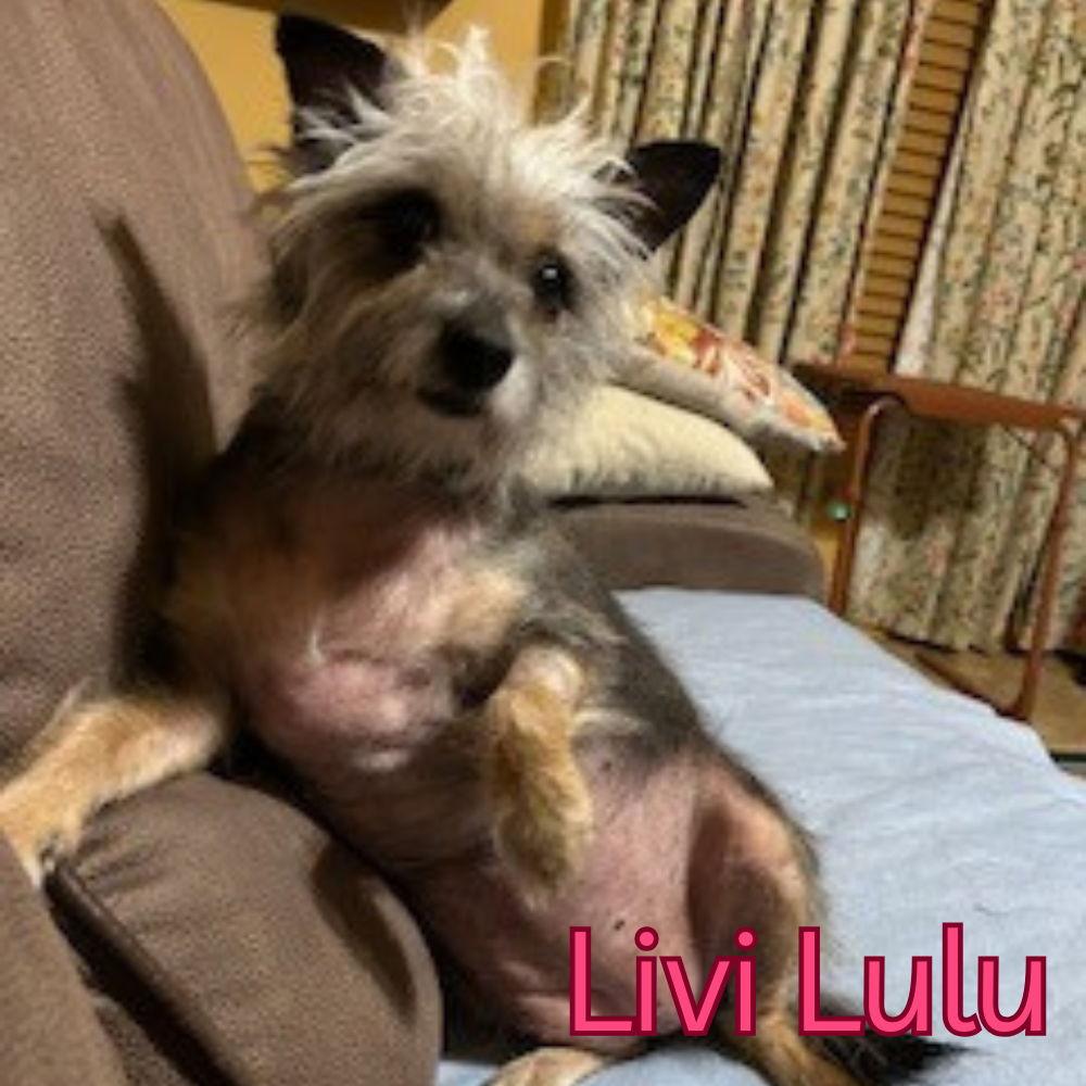 Enlarge Livi Lulu, a Adoptable Terrier in San Antonio, TX image 2/3