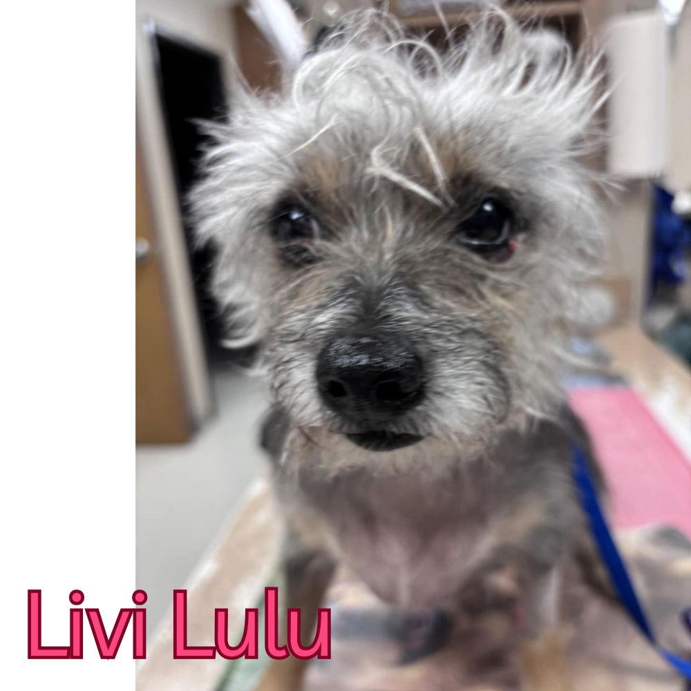 Enlarge Livi Lulu, a Adoptable Terrier in San Antonio, TX image 3/3