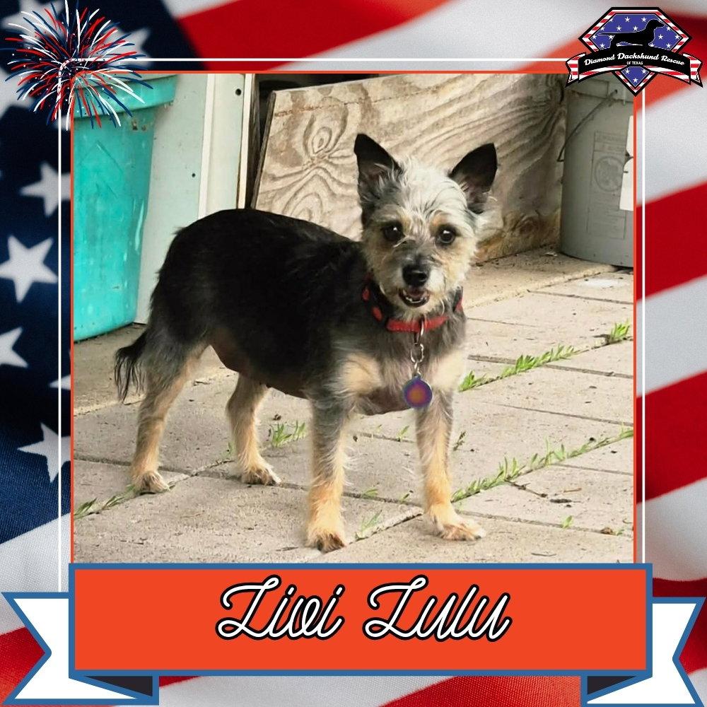 Enlarge Livi Lulu, a Adoptable Terrier in San Antonio, TX image 2/3