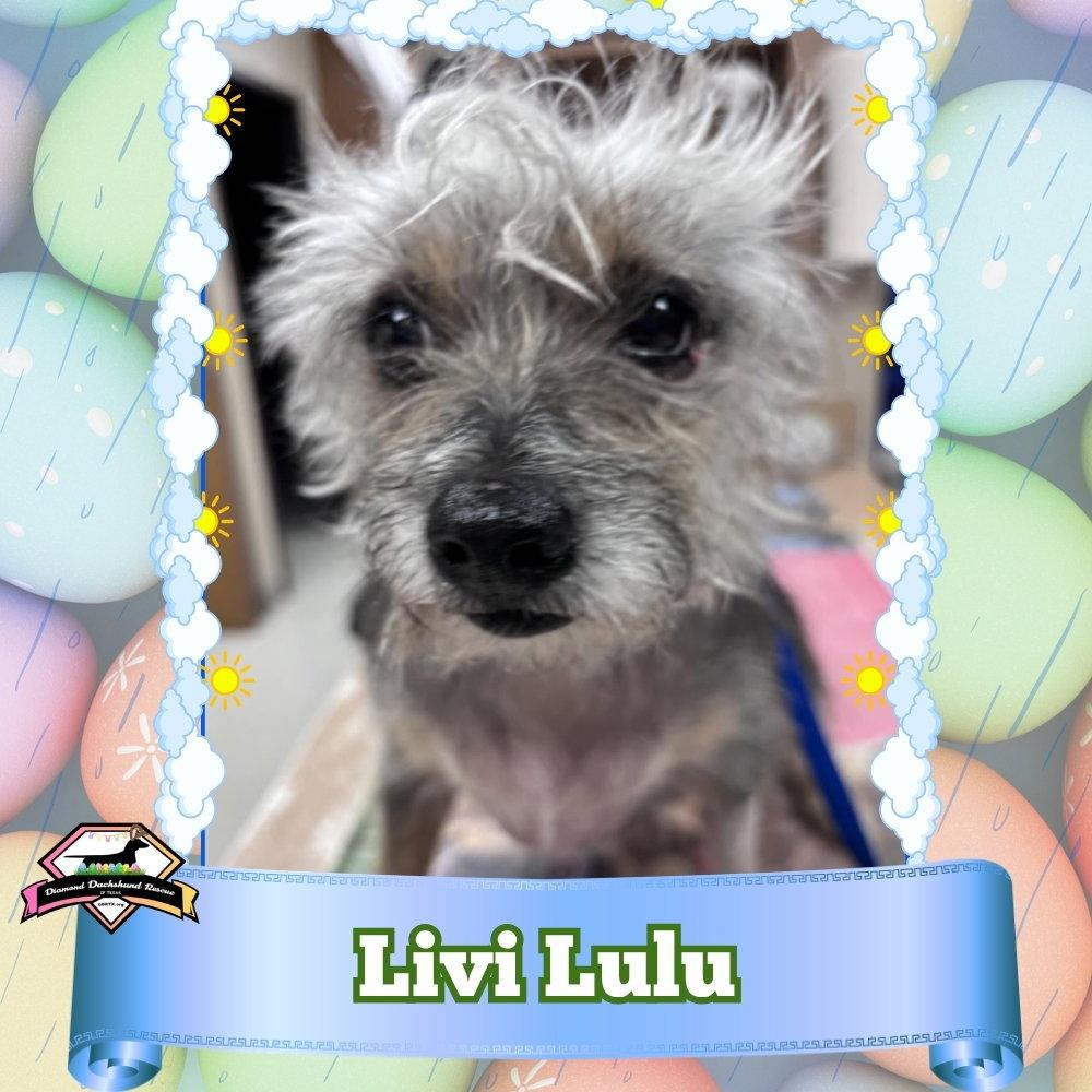 Enlarge Livi Lulu, a Adoptable Terrier in San Antonio, TX image 3/3