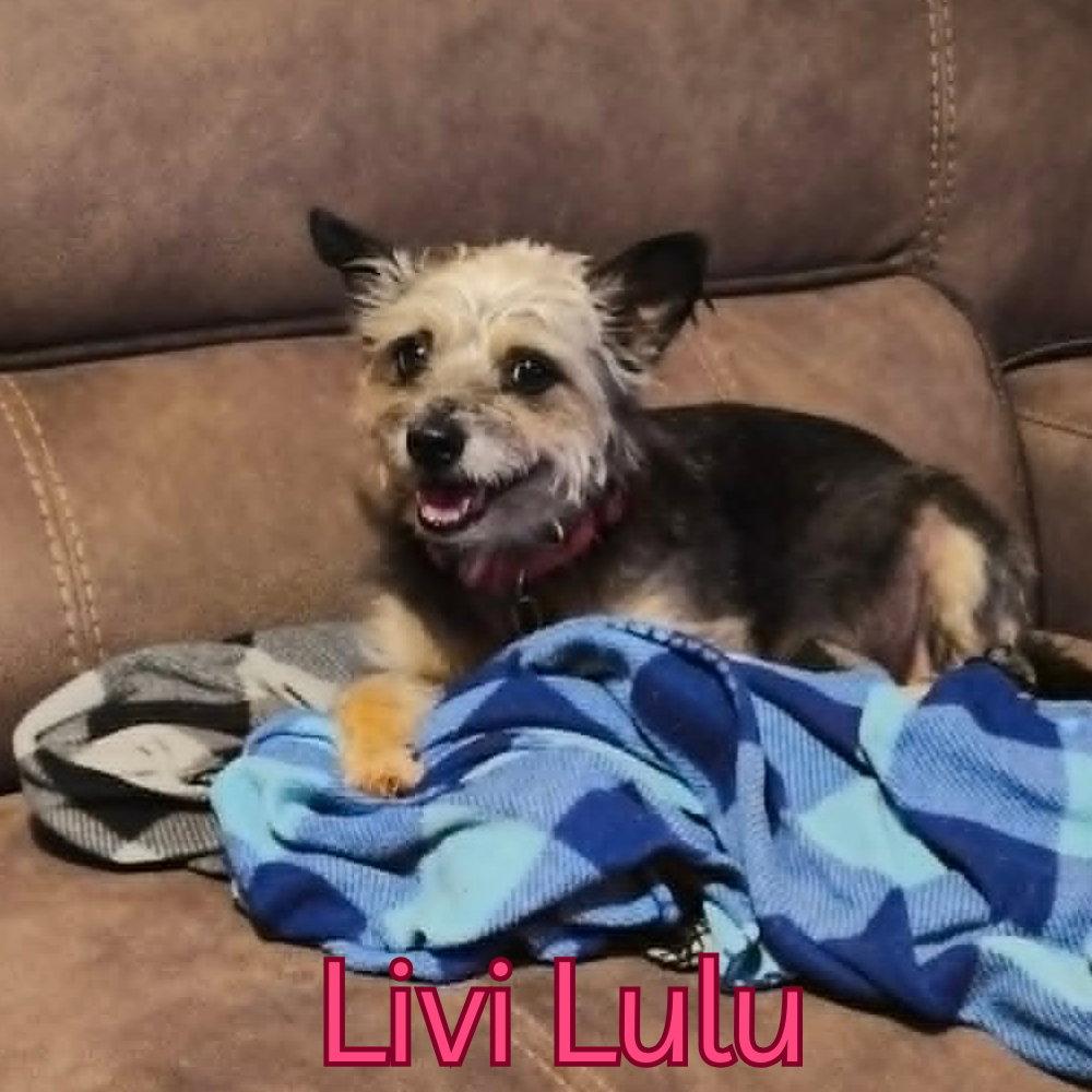 Livi Lulu, a Adoptable Terrier in San Antonio, TX image 3/3