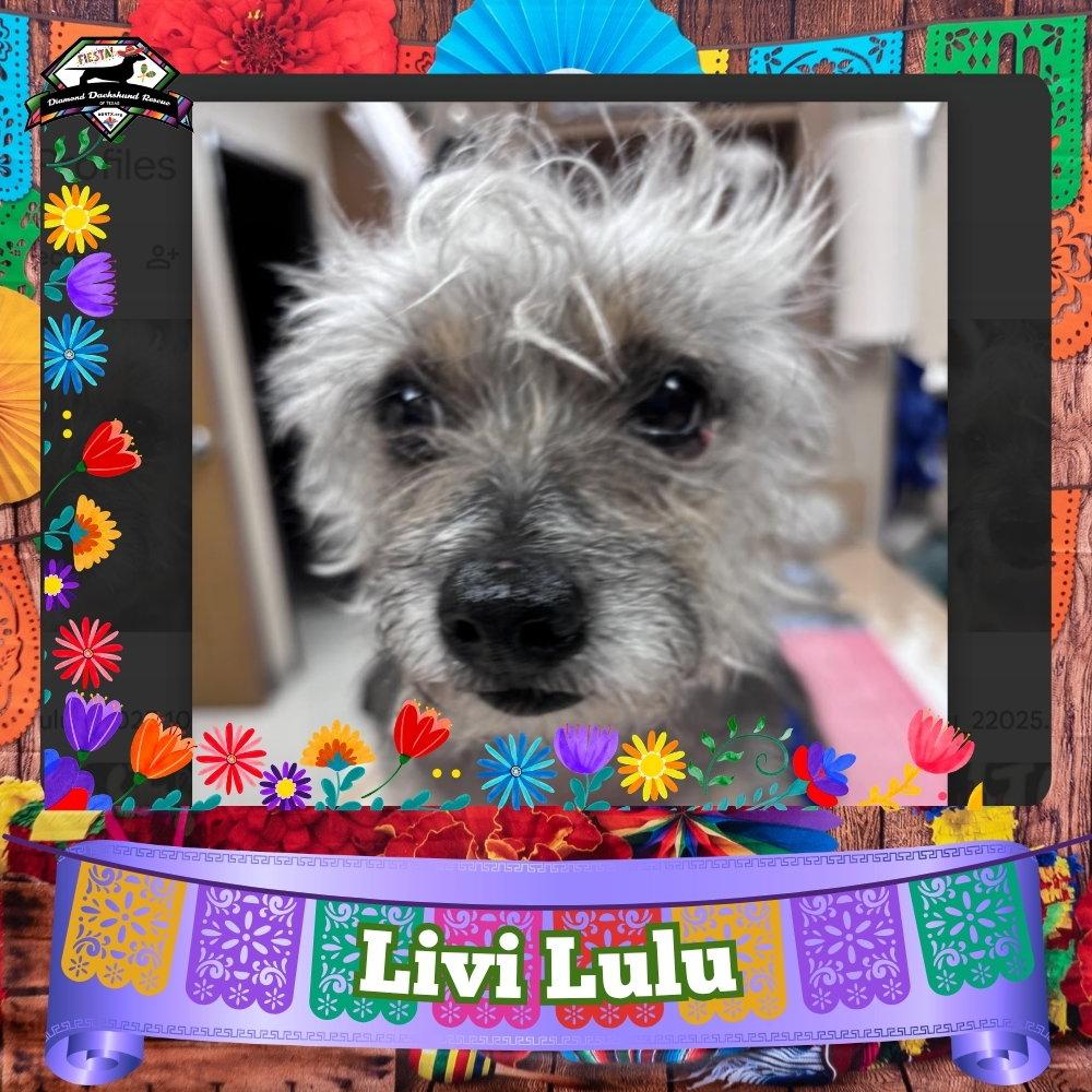 Enlarge Livi Lulu, a Adoptable Terrier in San Antonio, TX image 3/3