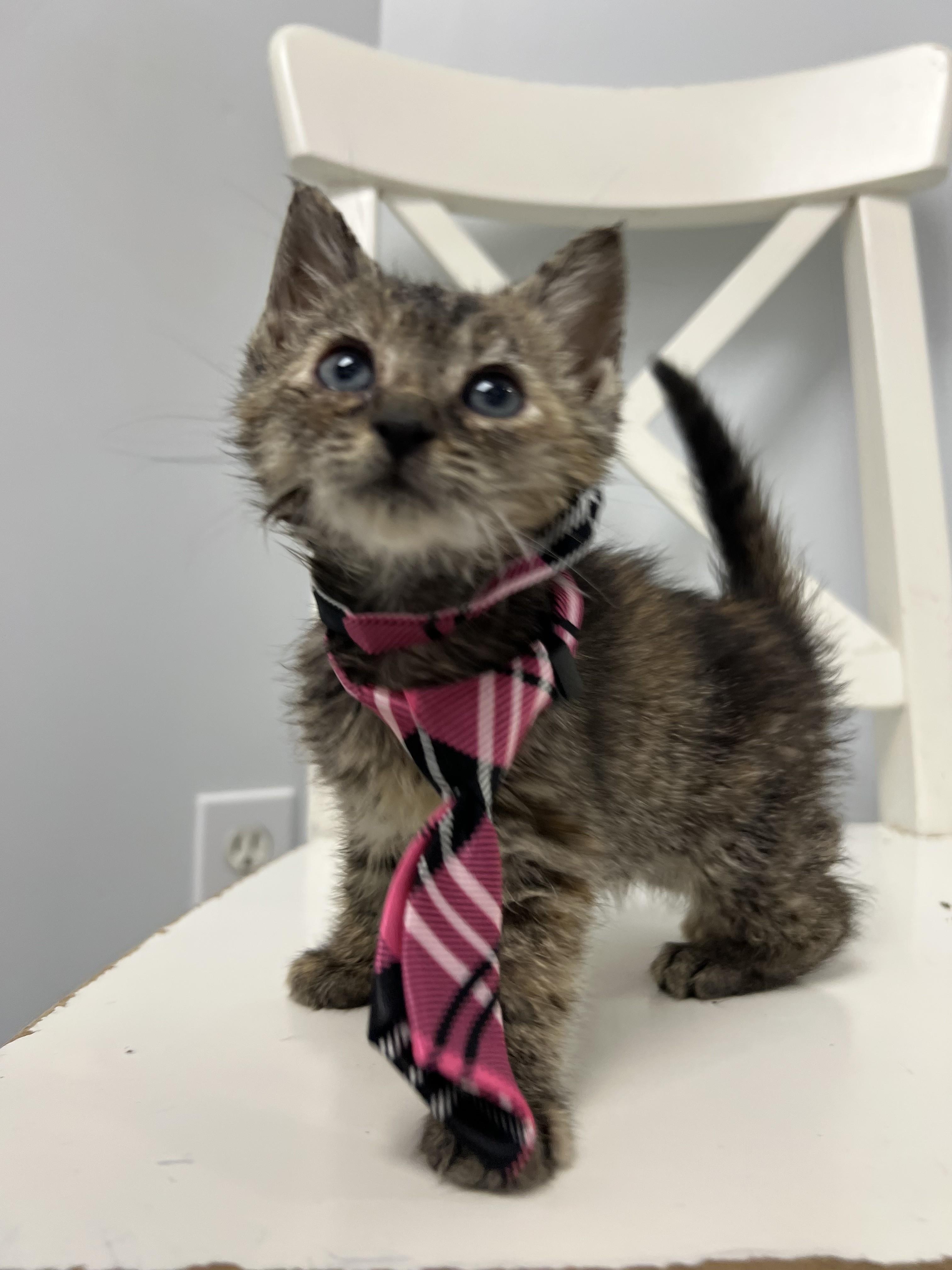 Maple, Adoptable, Kitten Female Domestic Short Hair.