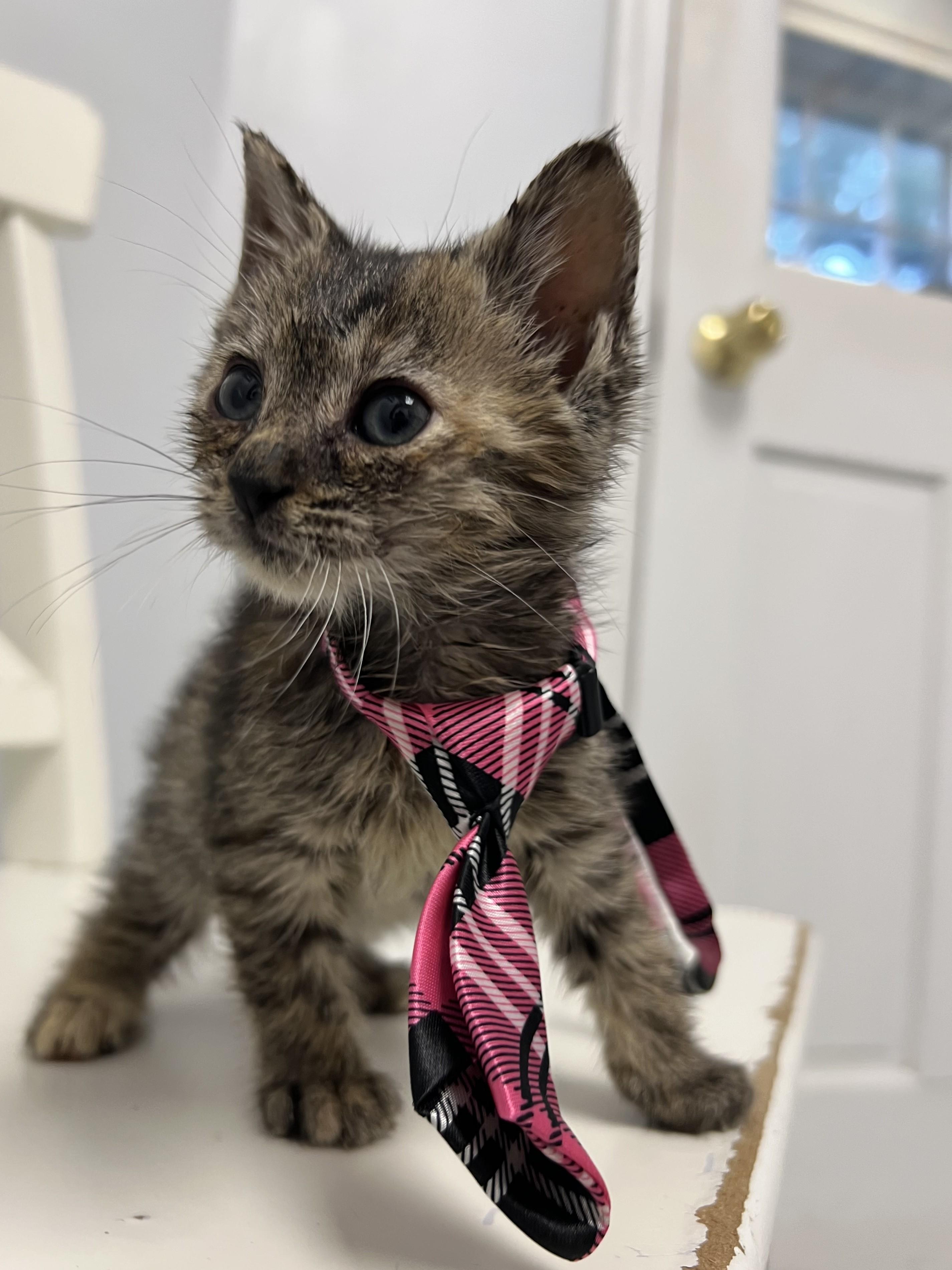Maple, a Adoptable Domestic Short Hair in Bethesda, MD image 2/2