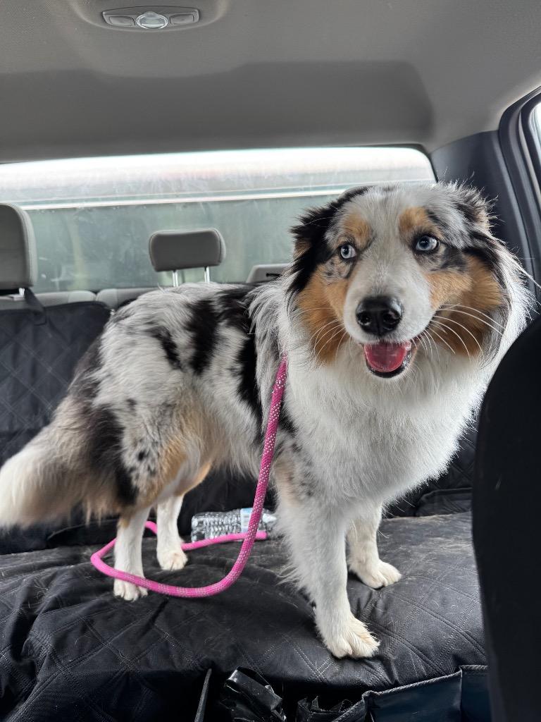 Enlarge Poppy, a Adoptable Australian Shepherd in Great Bend, KS image 1/2