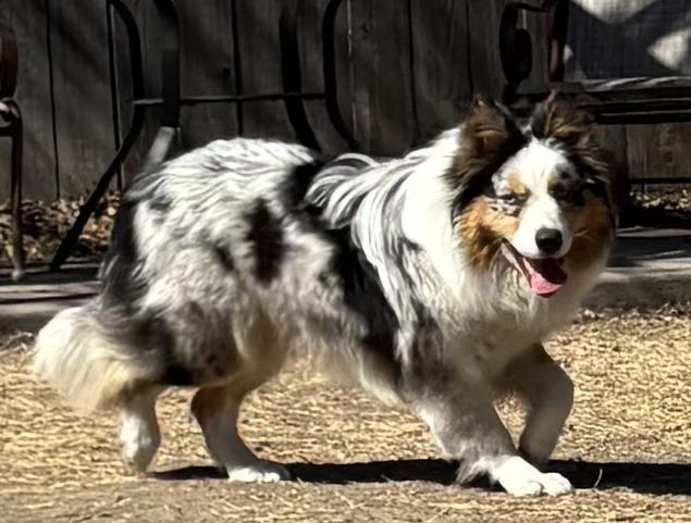 Enlarge Poppy, a Adoptable Australian Shepherd in Great Bend, KS image 2/2