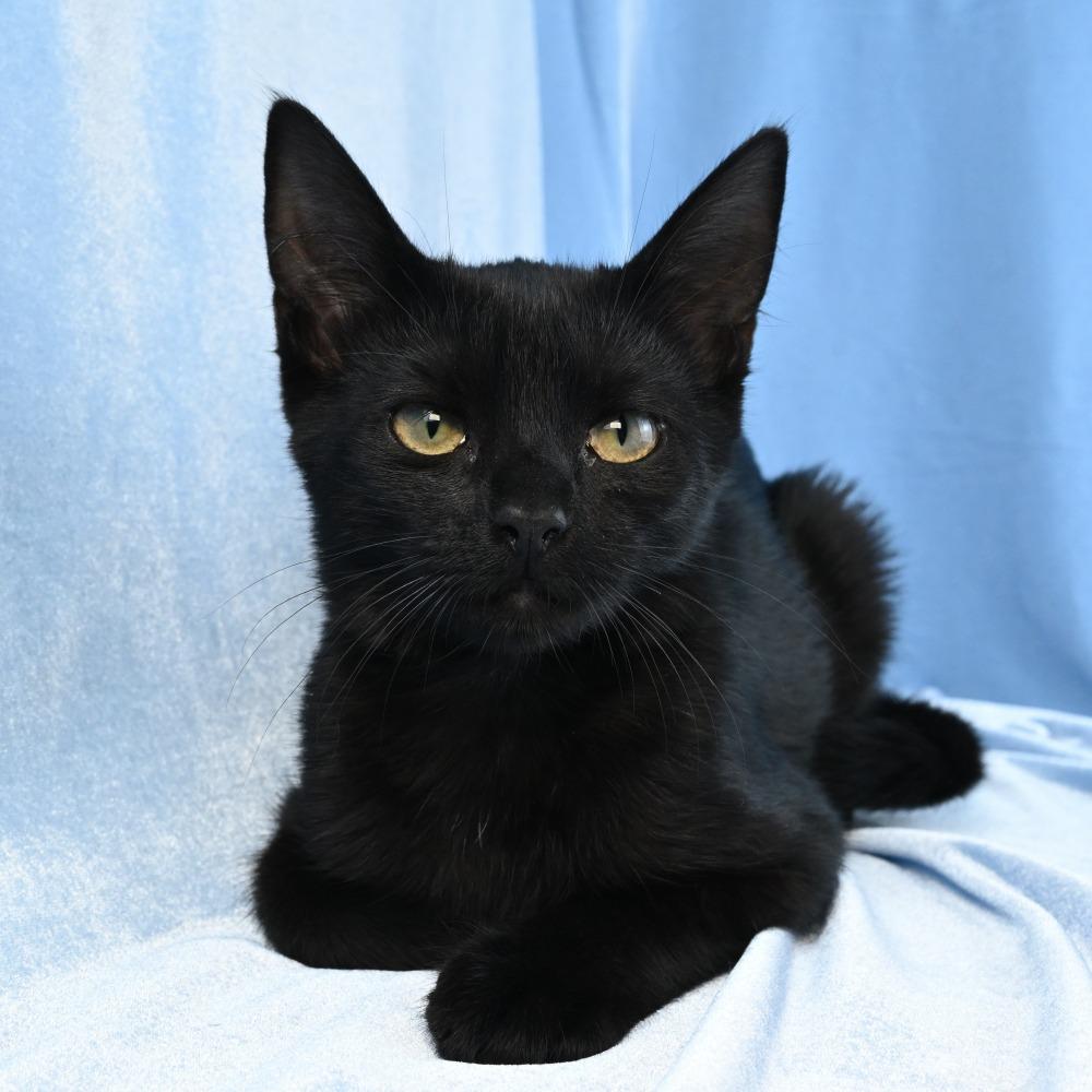 Enlarge Ebony, a Adoptable Domestic Short Hair in Mobile, AL image 1/6
