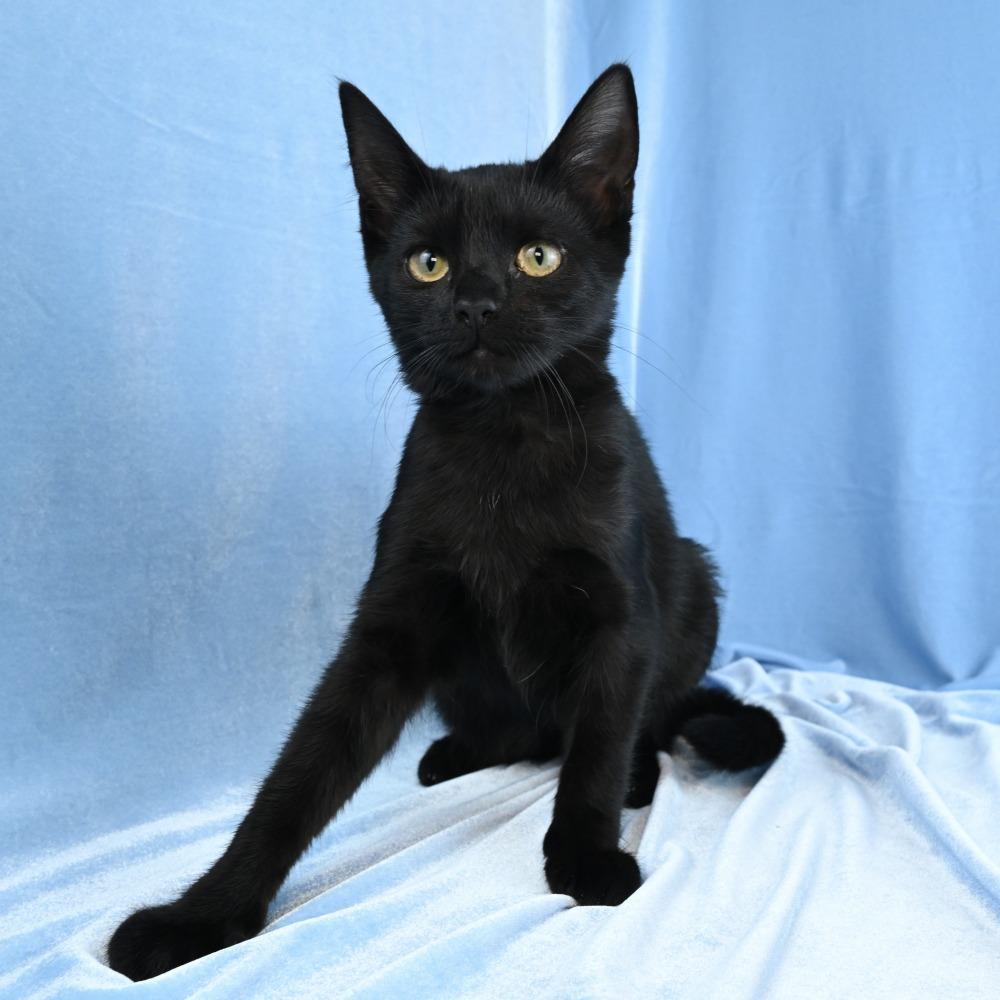 Enlarge Ebony, a Adoptable Domestic Short Hair in Mobile, AL image 2/6
