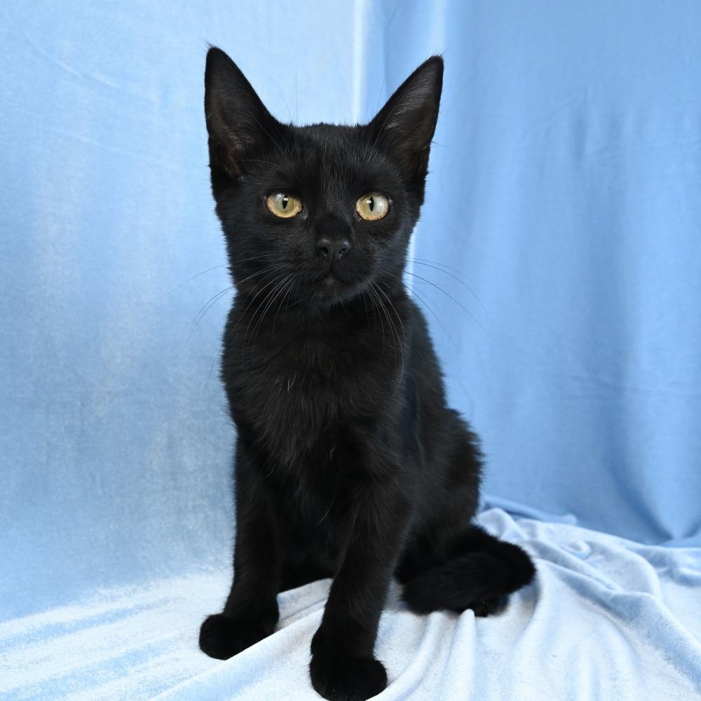 Enlarge Ebony, a Adoptable Domestic Short Hair in Mobile, AL image 3/6