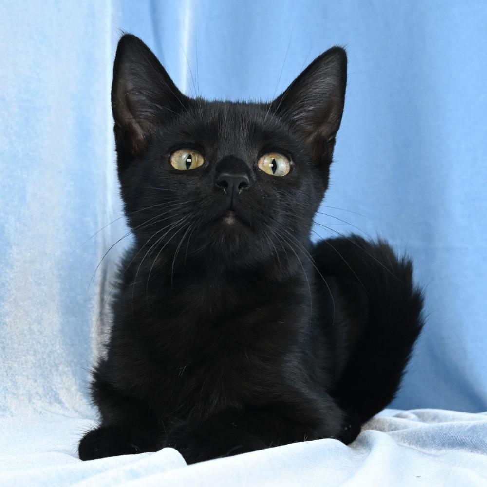 Enlarge Ebony, a Adoptable Domestic Short Hair in Mobile, AL image 4/6