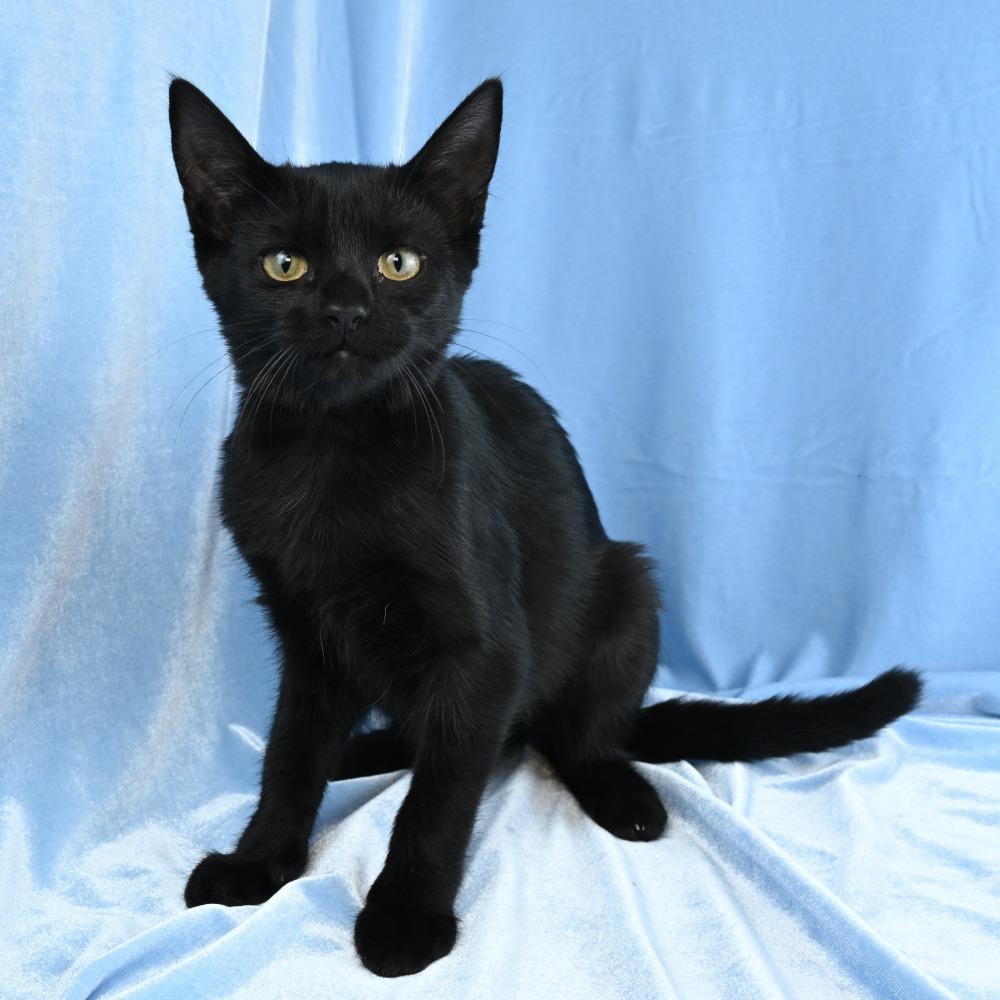 Enlarge Ebony, a Adoptable Domestic Short Hair in Mobile, AL image 6/6