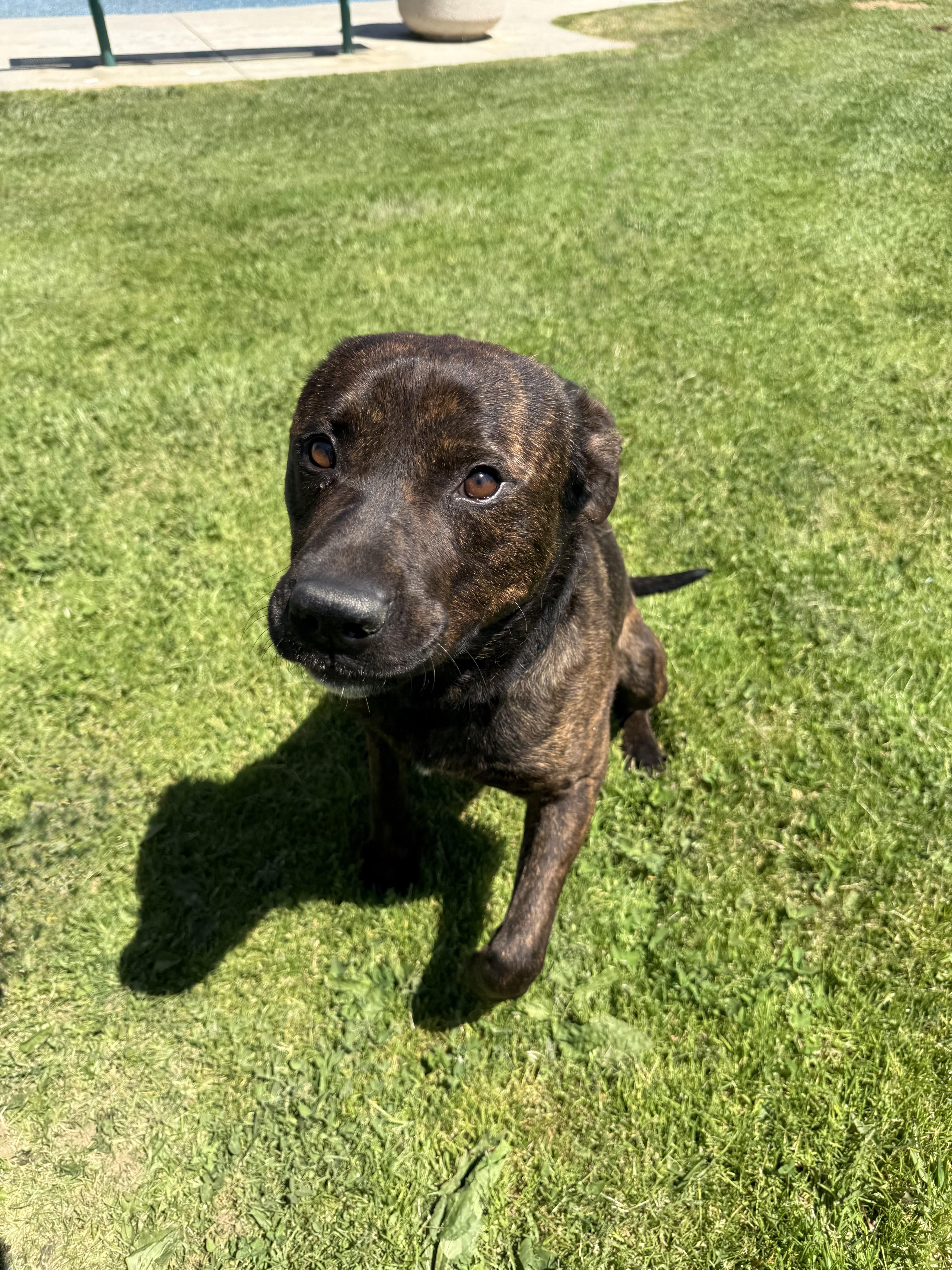 MILES, an adopted mixed breed in Portland , OR image 5/6