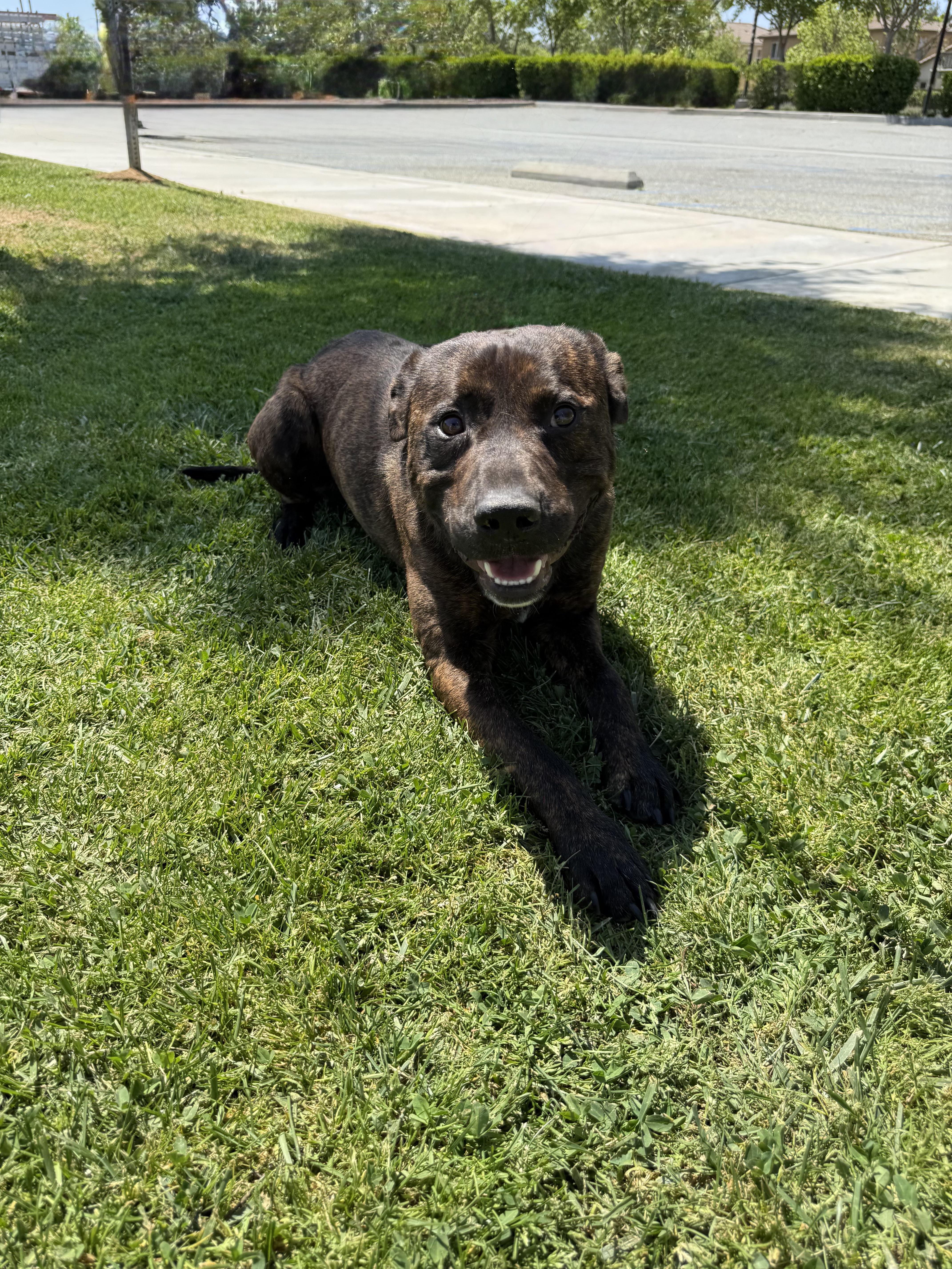 MILES, an adopted mixed breed in Portland , OR image 3/6