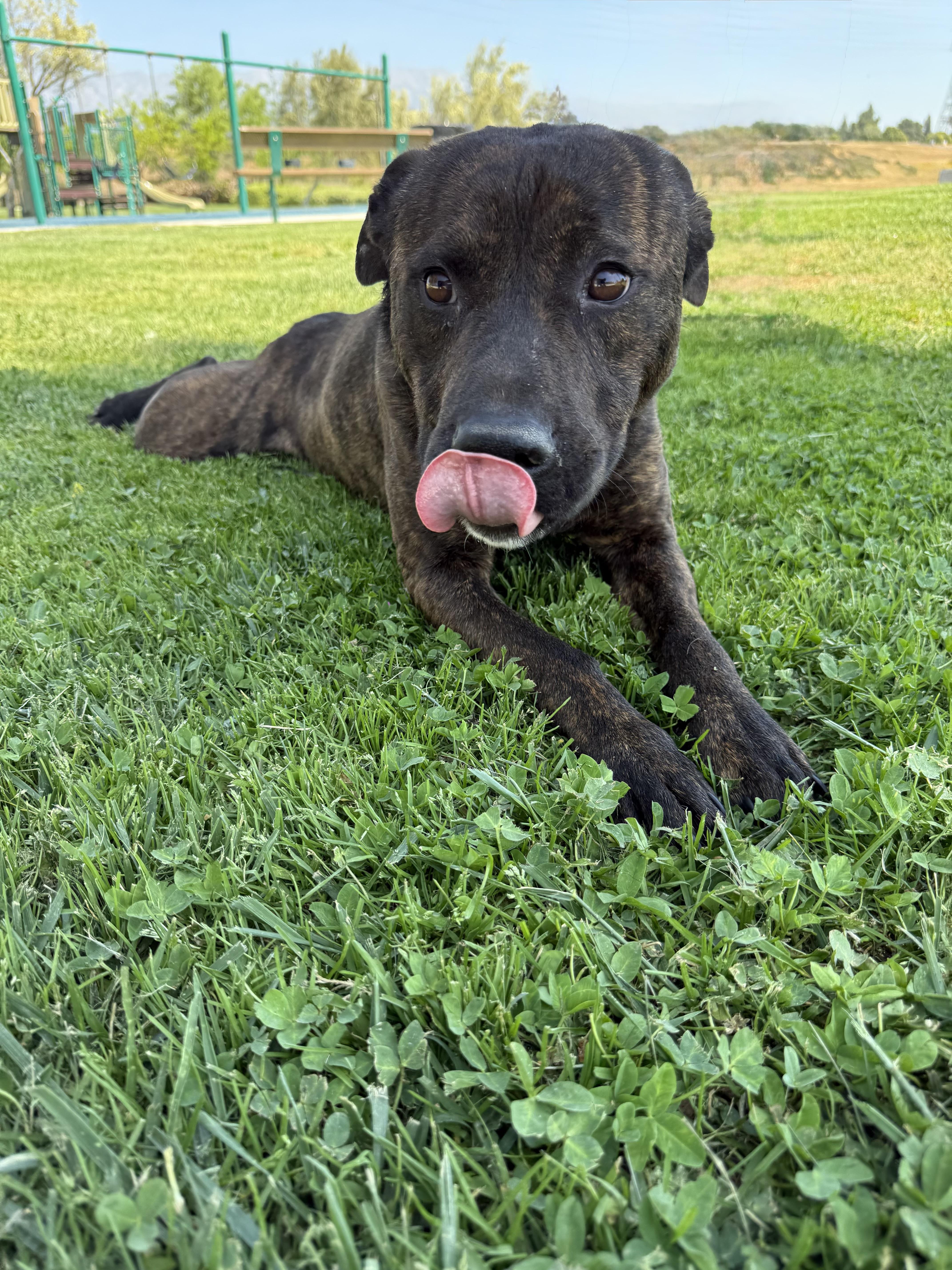 MILES, an adopted mixed breed in Portland , OR image 4/6