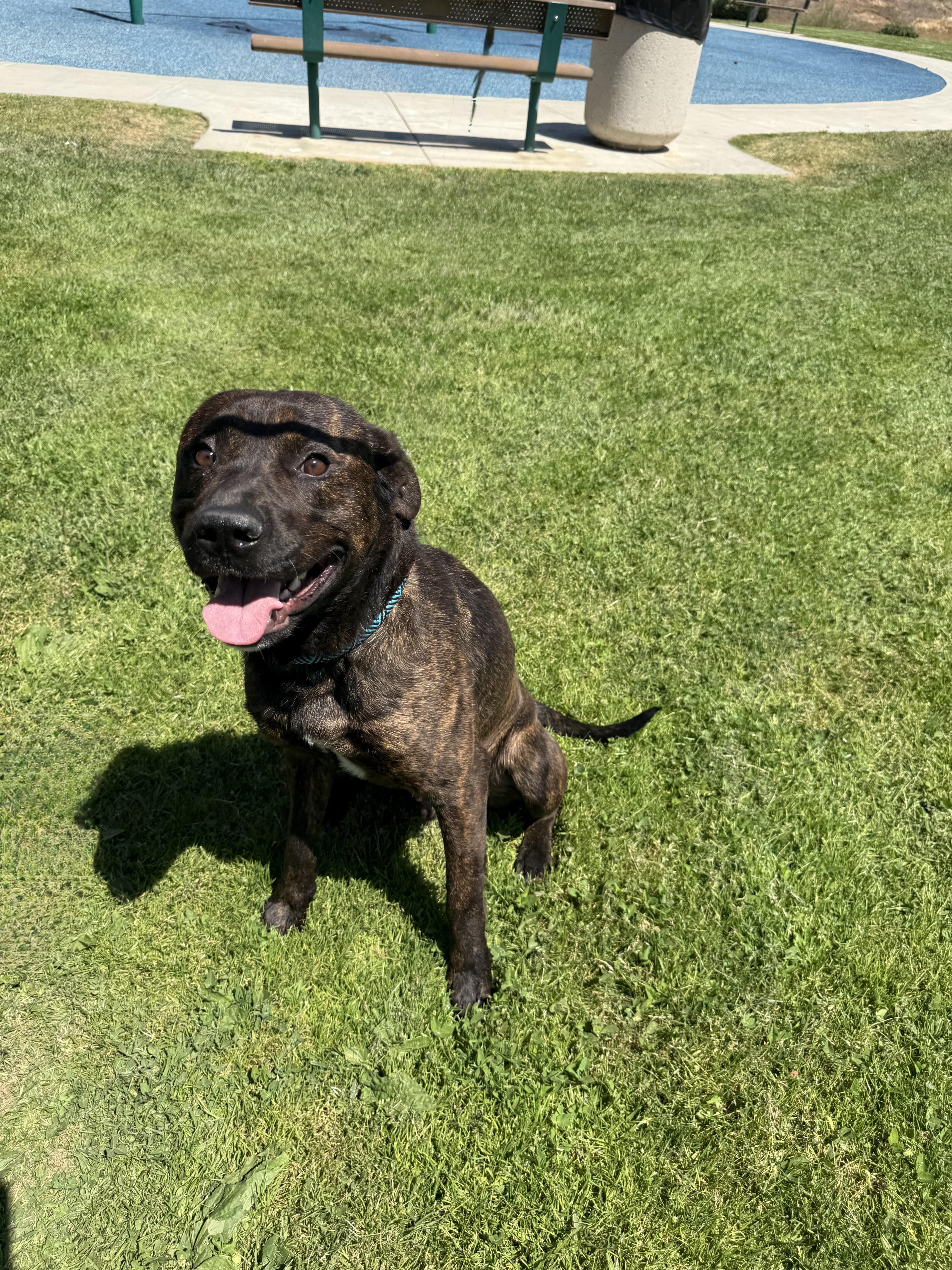 MILES, an adopted mixed breed in Portland , OR image 2/6