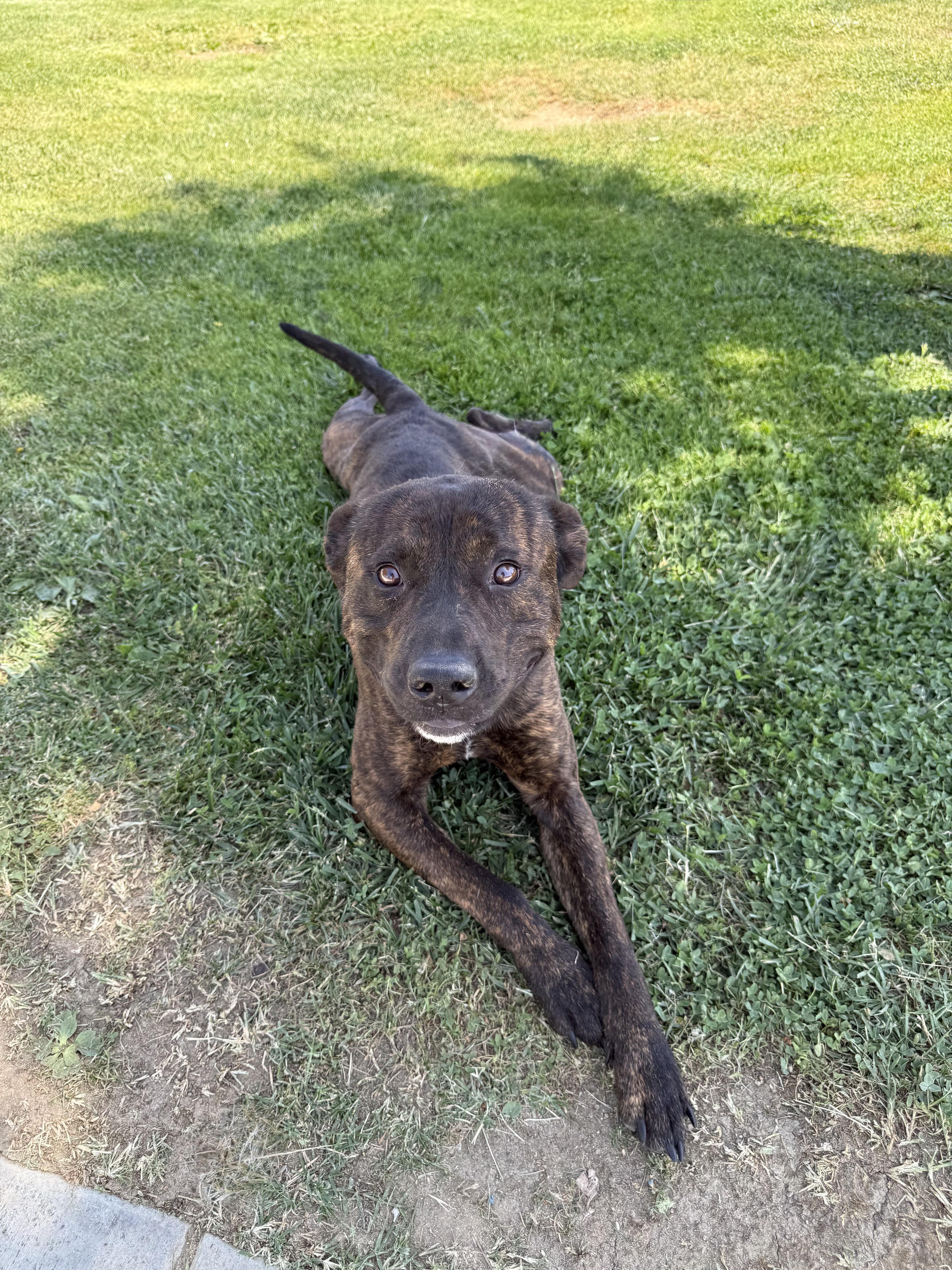 MILES, an adopted mixed breed in Portland , OR image 1/6