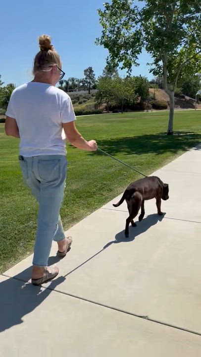 Enlarge MILES, an adopted mixed breed in Portland , OR video 6/6