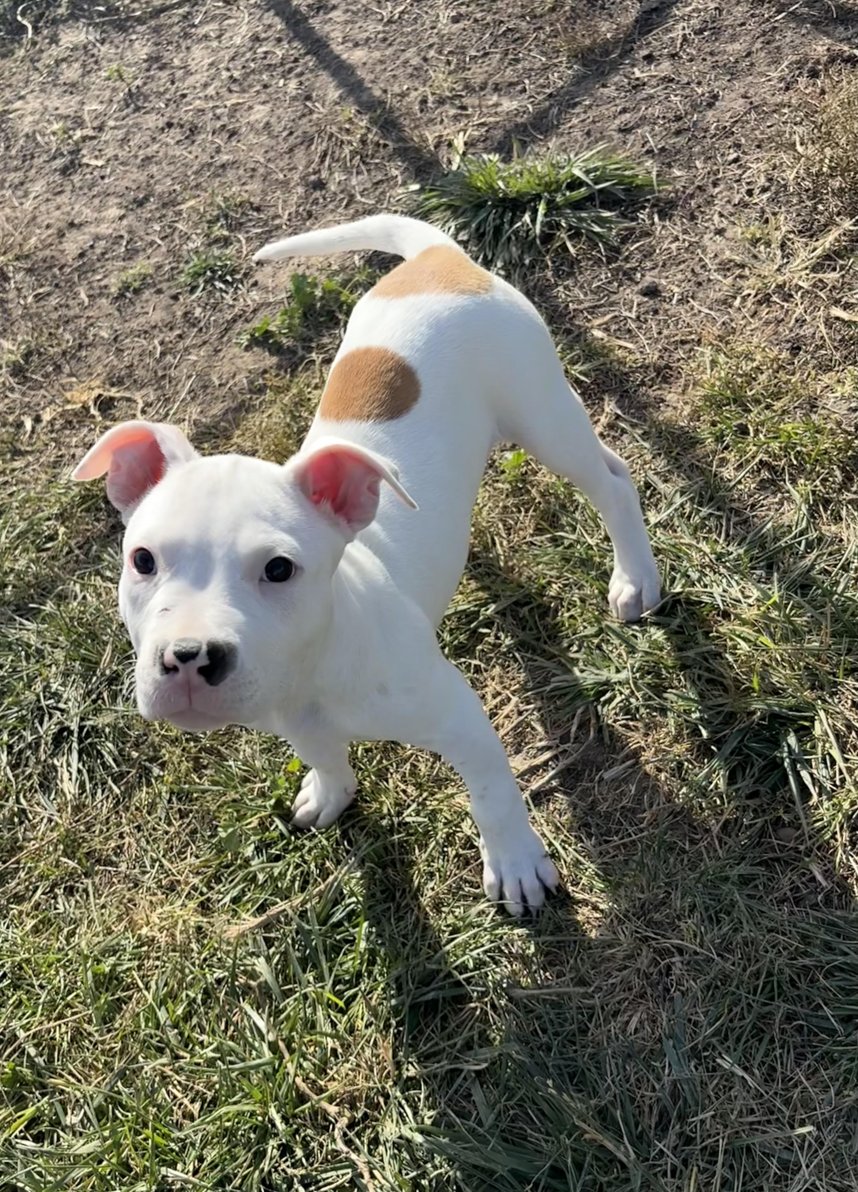 Gracie