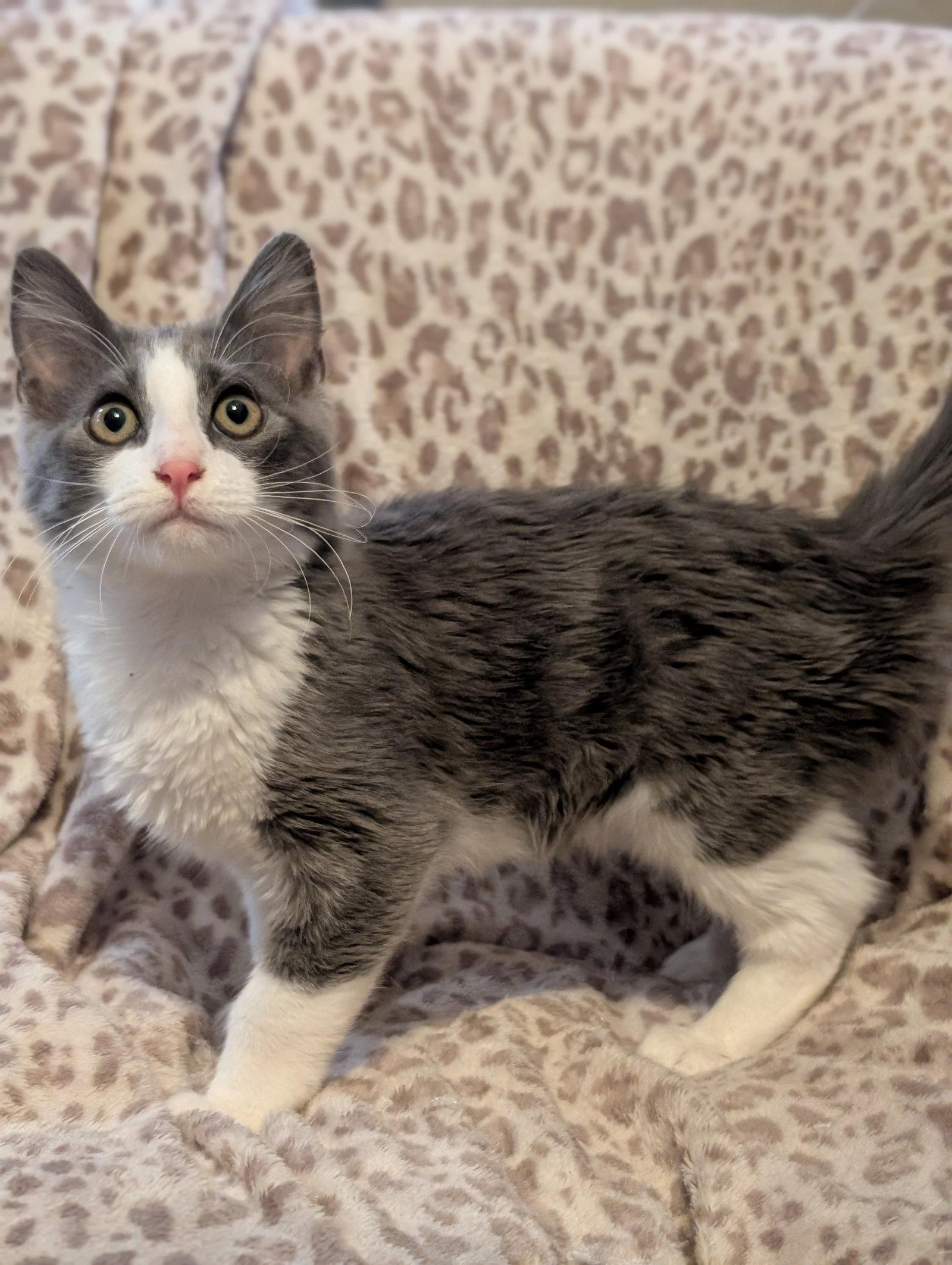 Glitch, Adopted, Young Male Domestic Short Hair.