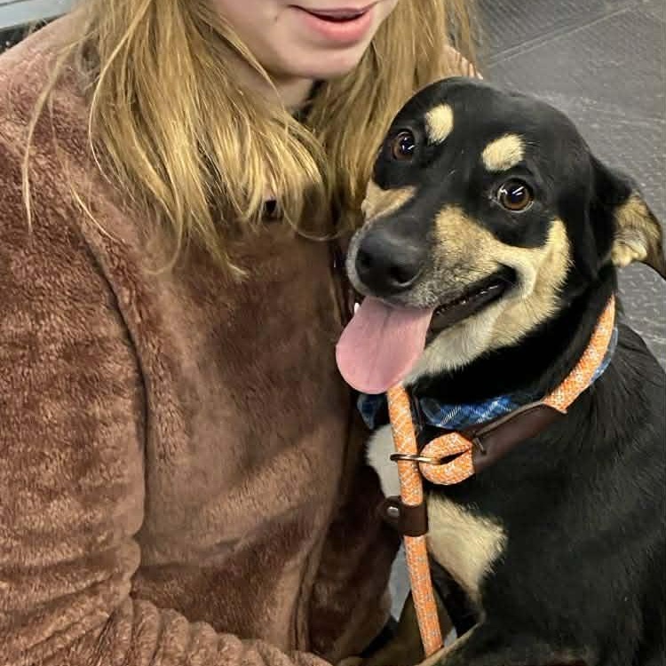 Nikita , adopted, Young Female Dachshund & Beagle.