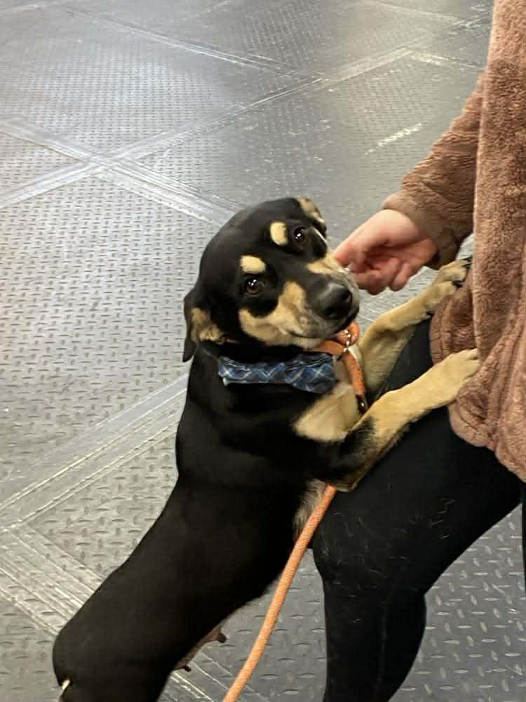 Nikita , an adopted mixed breed in Plainfield, IL image 5/6