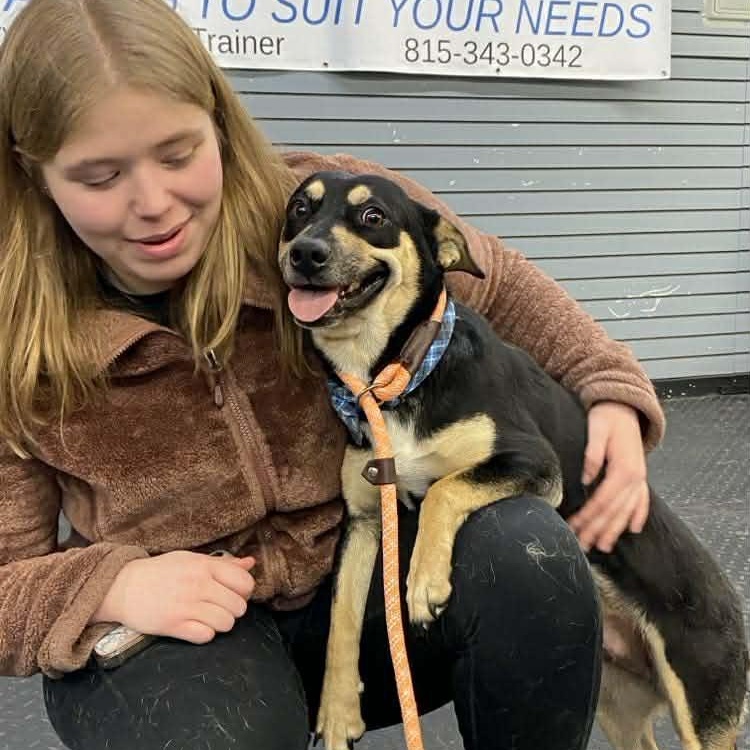 Nikita , an adopted mixed breed in Plainfield, IL image 6/6