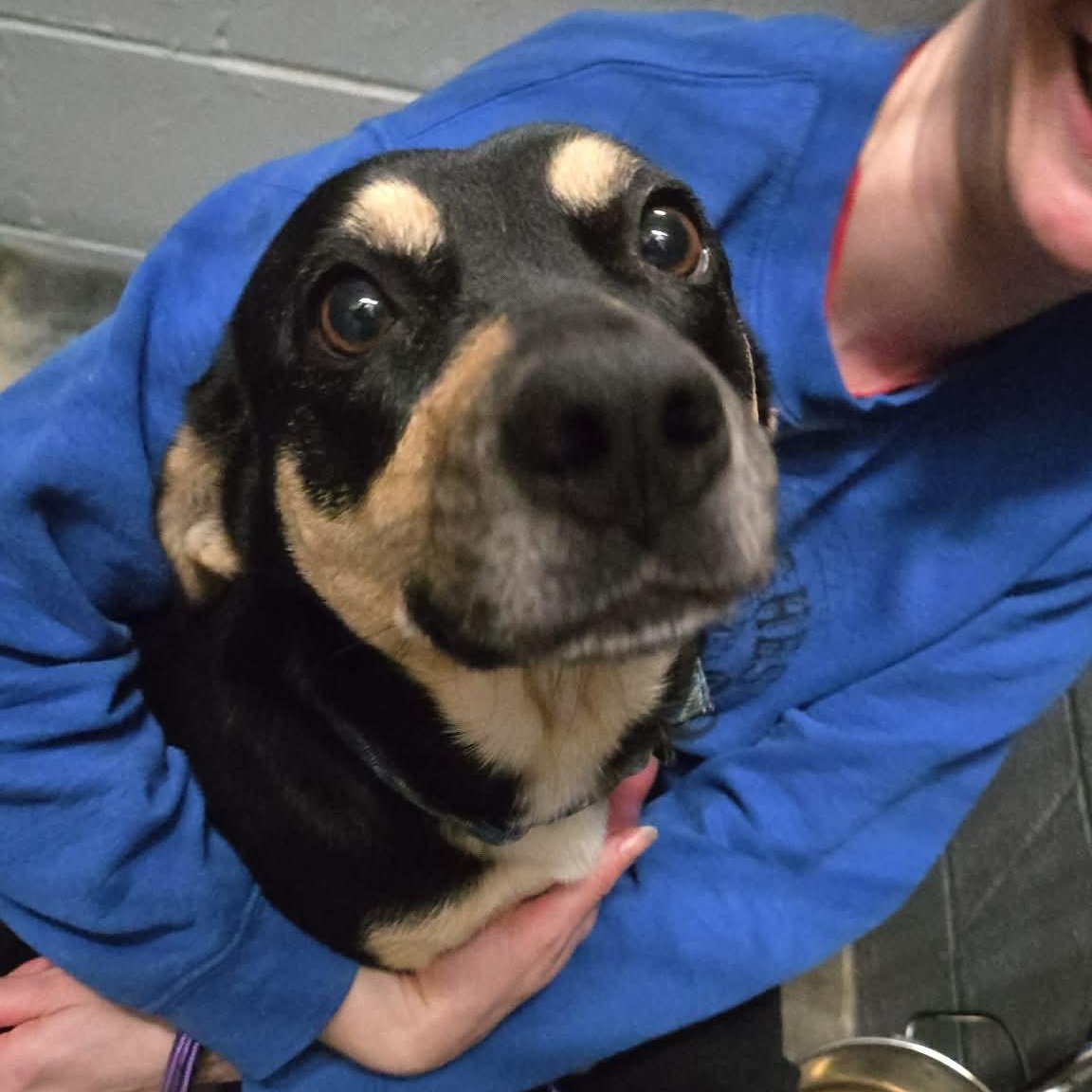 Nikita , an adopted mixed breed in Plainfield, IL image 3/6