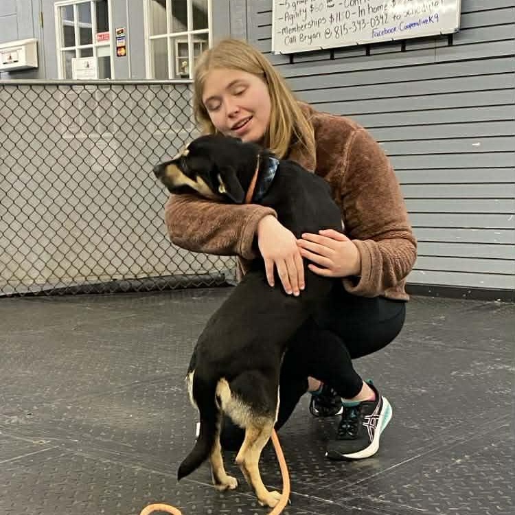 Nikita , an adopted mixed breed in Plainfield, IL image 2/6