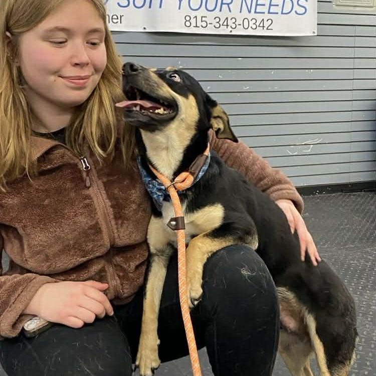 Nikita , an adopted mixed breed in Plainfield, IL image 4/6