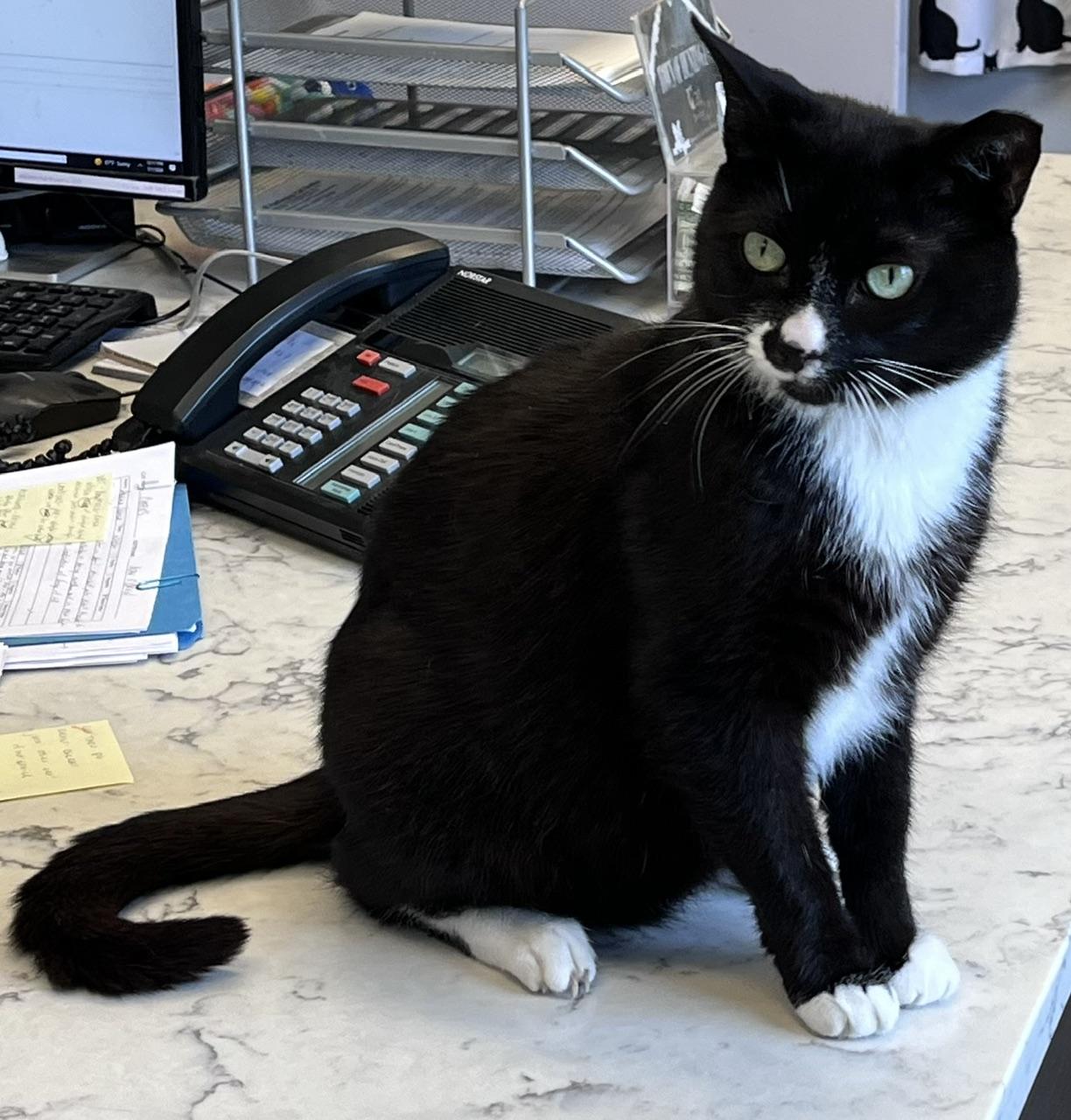 Clove, a Adoptable Domestic Short Hair in East Northport, NY image 5/5