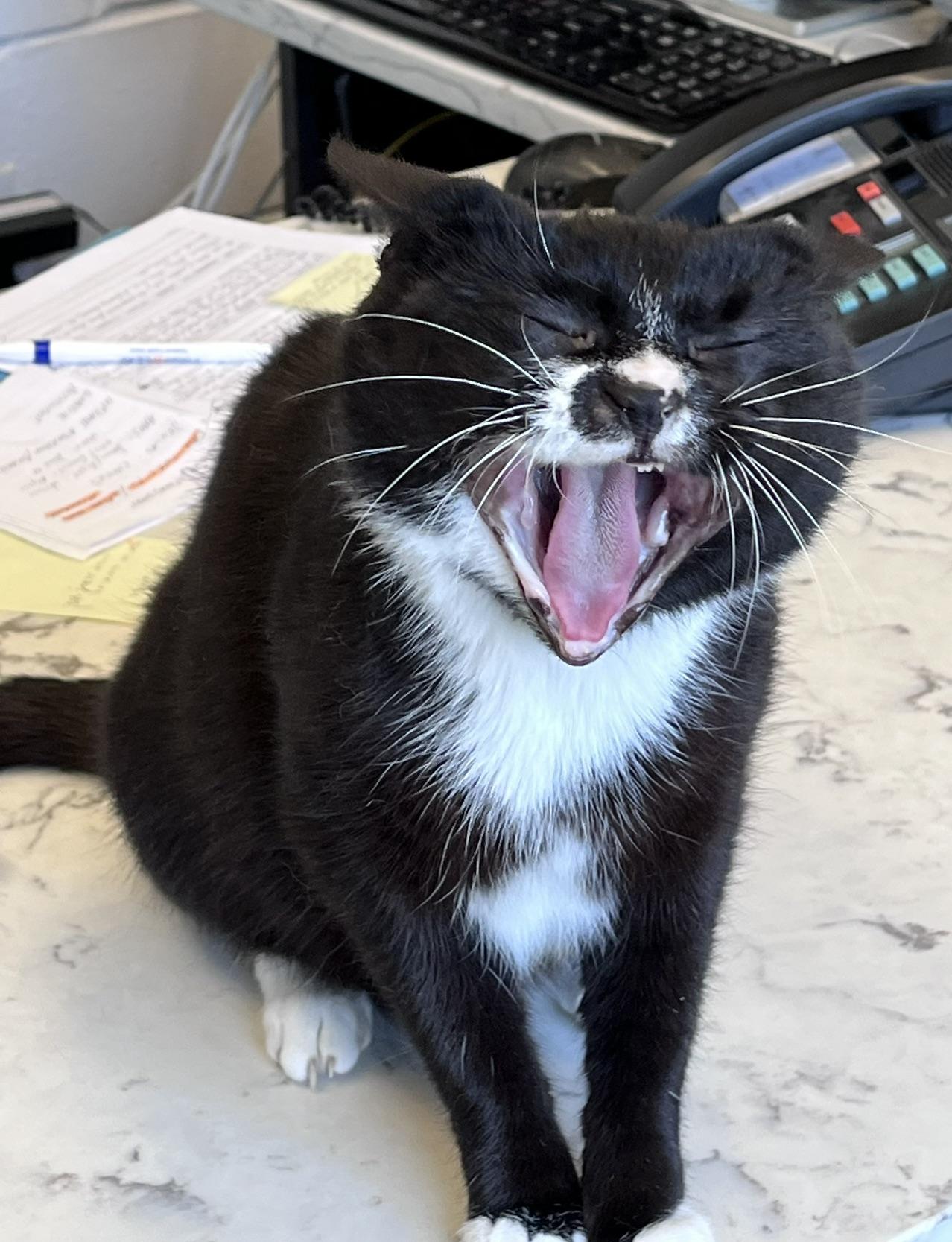 Clove, a Adoptable Domestic Short Hair in East Northport, NY image 4/5
