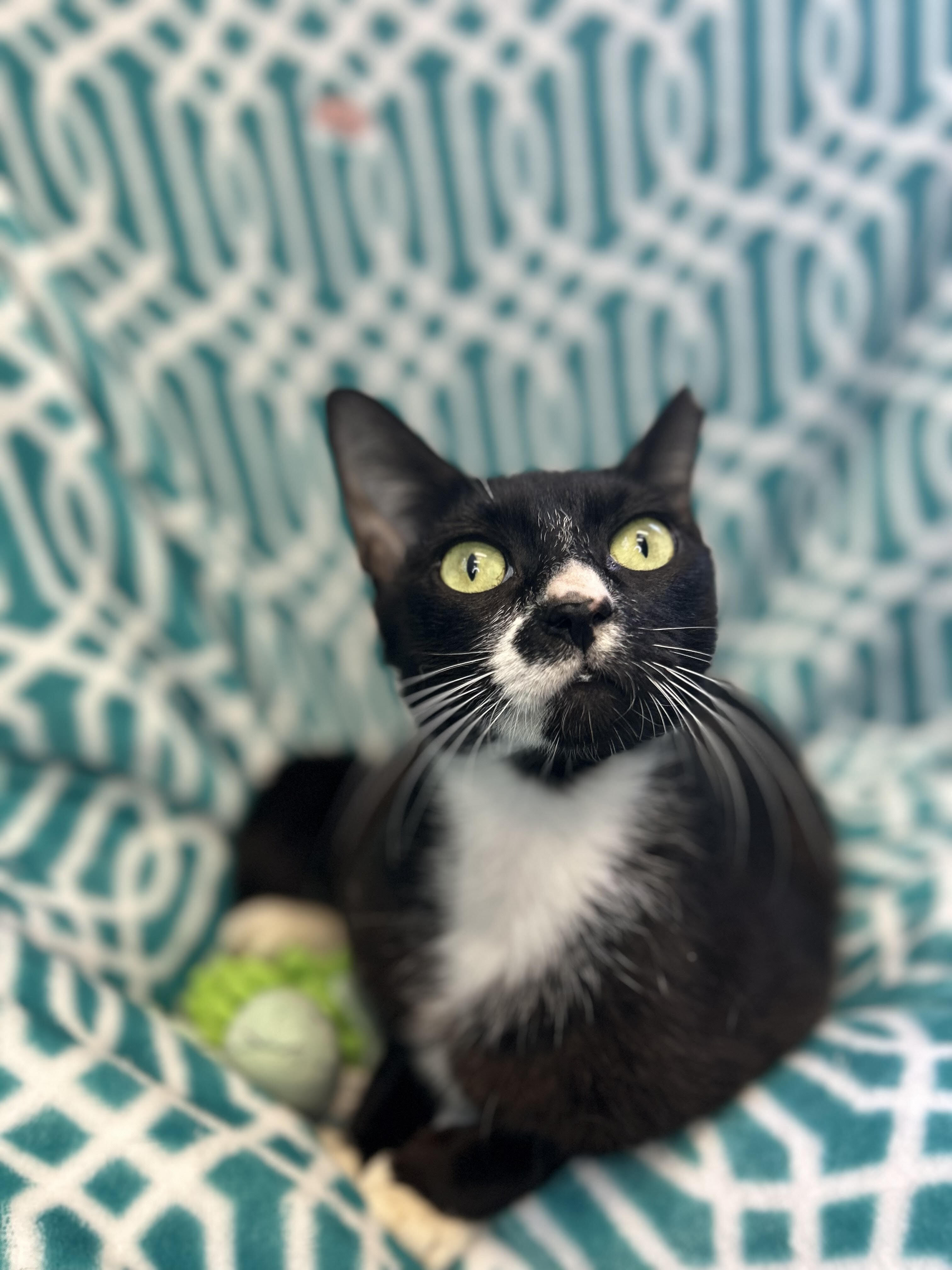 Clove, a Adoptable Domestic Short Hair in East Northport, NY image 1/2